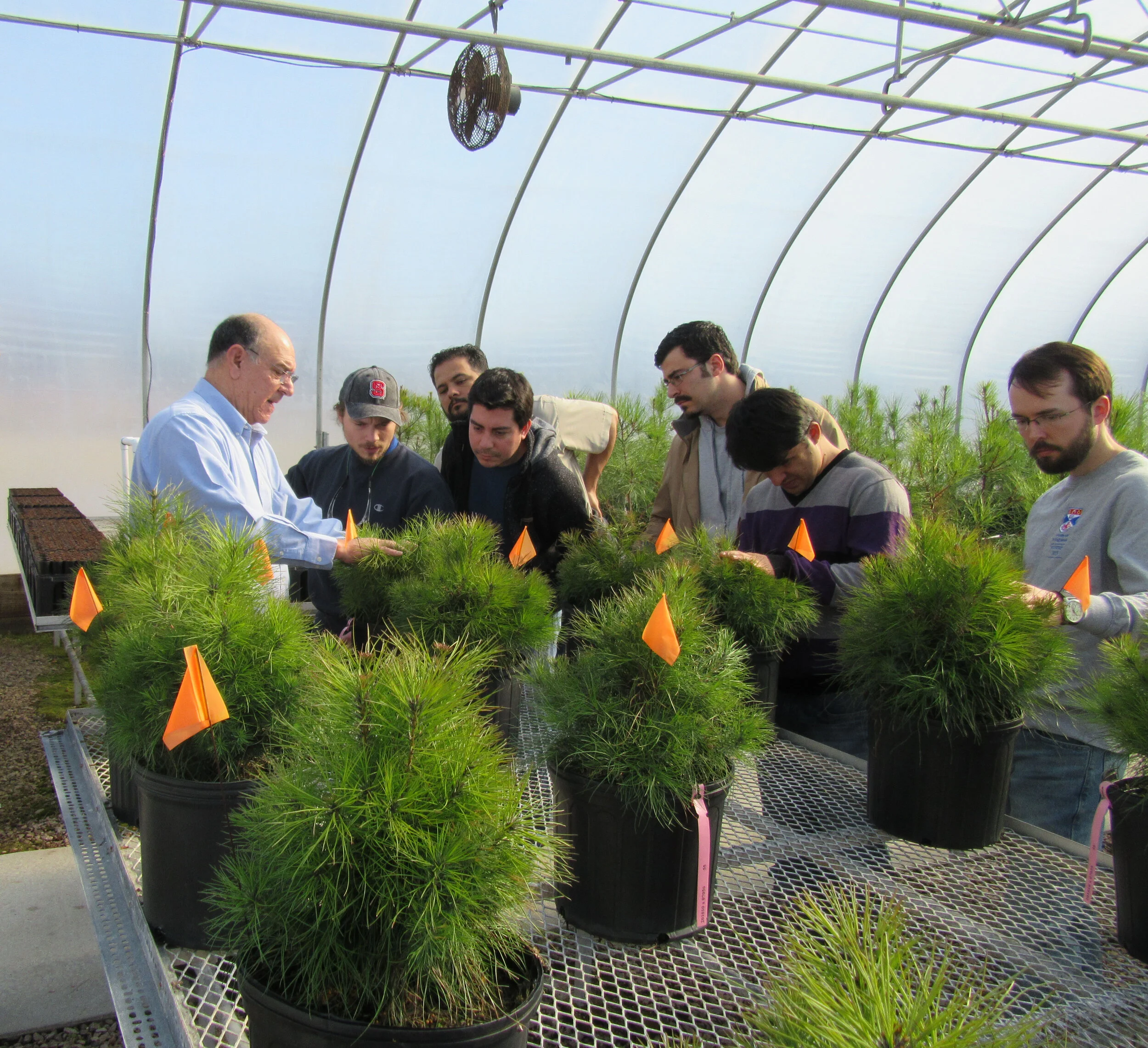 FOR 727 - Barry Goldfarb rooted cutting exercise, hedge managemtb.JPG