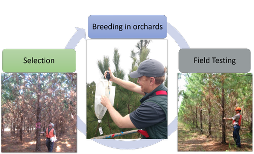 Process — Tree Improvement Program