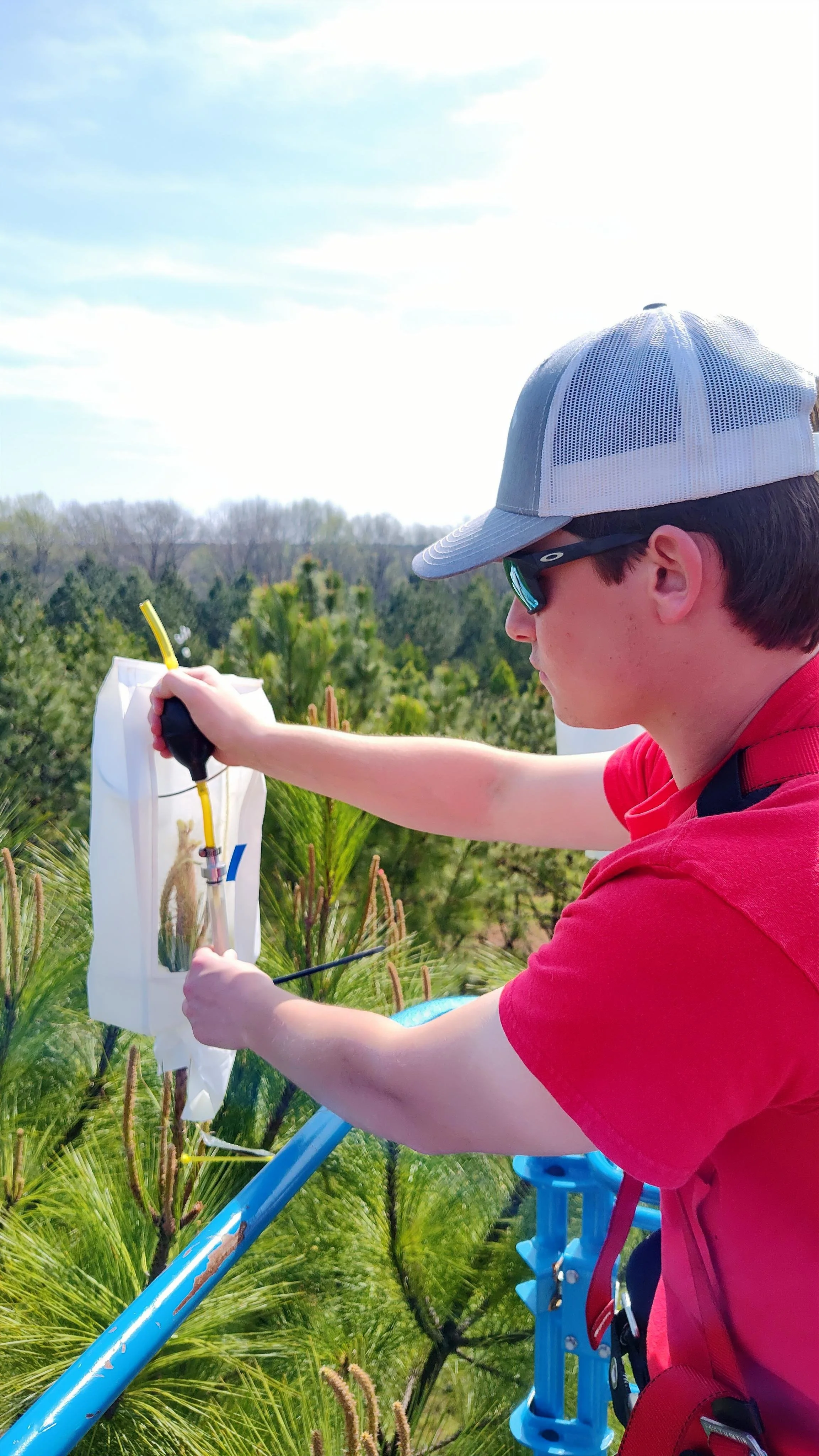 Tyrey pollinating at Arrowhead 2.JPG