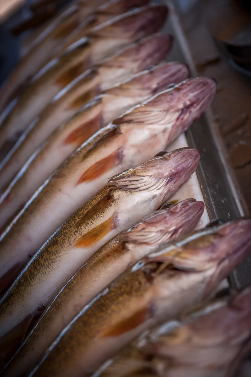 Harben_fish line up.jpg