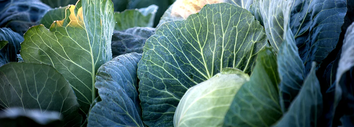 Harben_cabbage.jpg