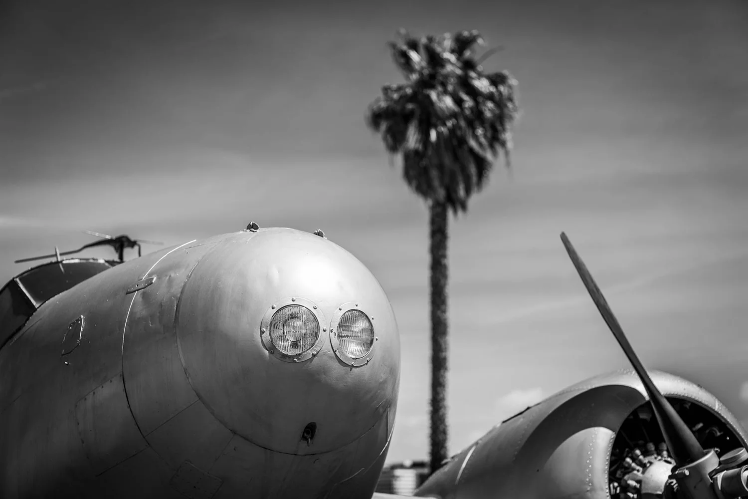 Harben_plane palm.jpg