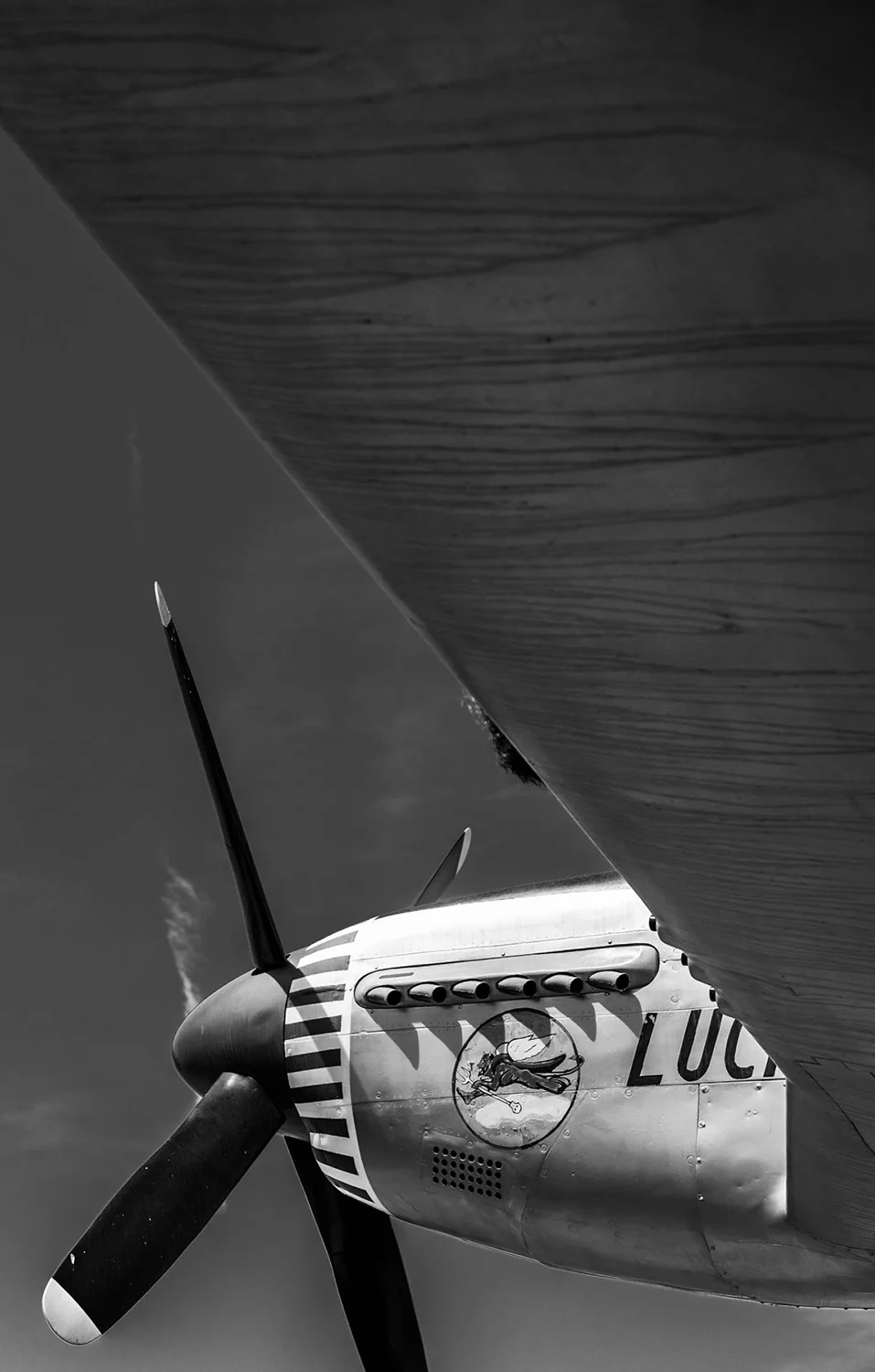 Harben_Red Tail Nose.jpg