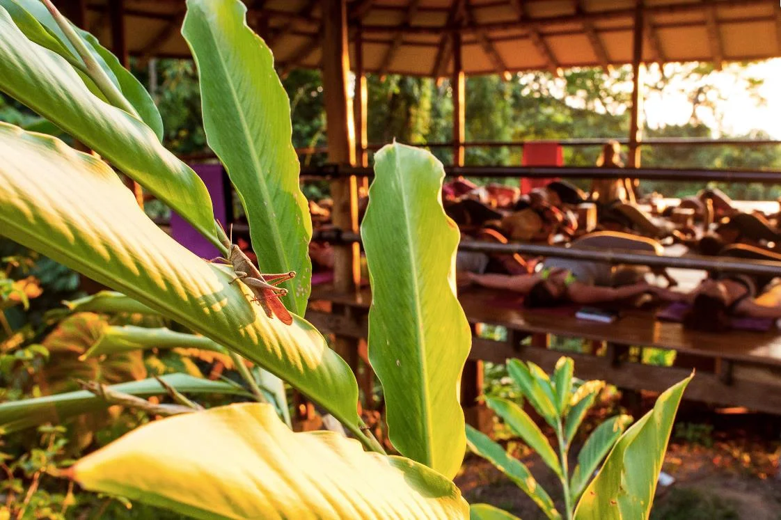 Witness the Beauty in the Little Things - Yoga Teacher Training in Costa Rica