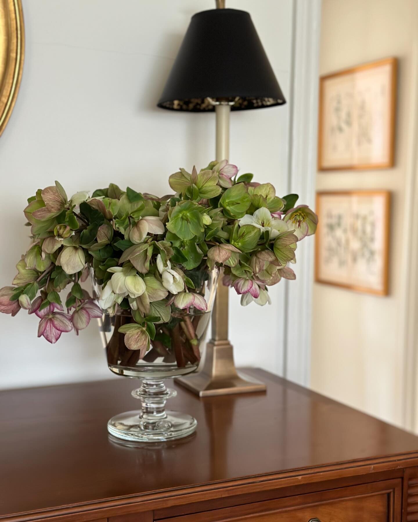 Saturday at home with a giant bouquet of hellebore aka Lenten roses.