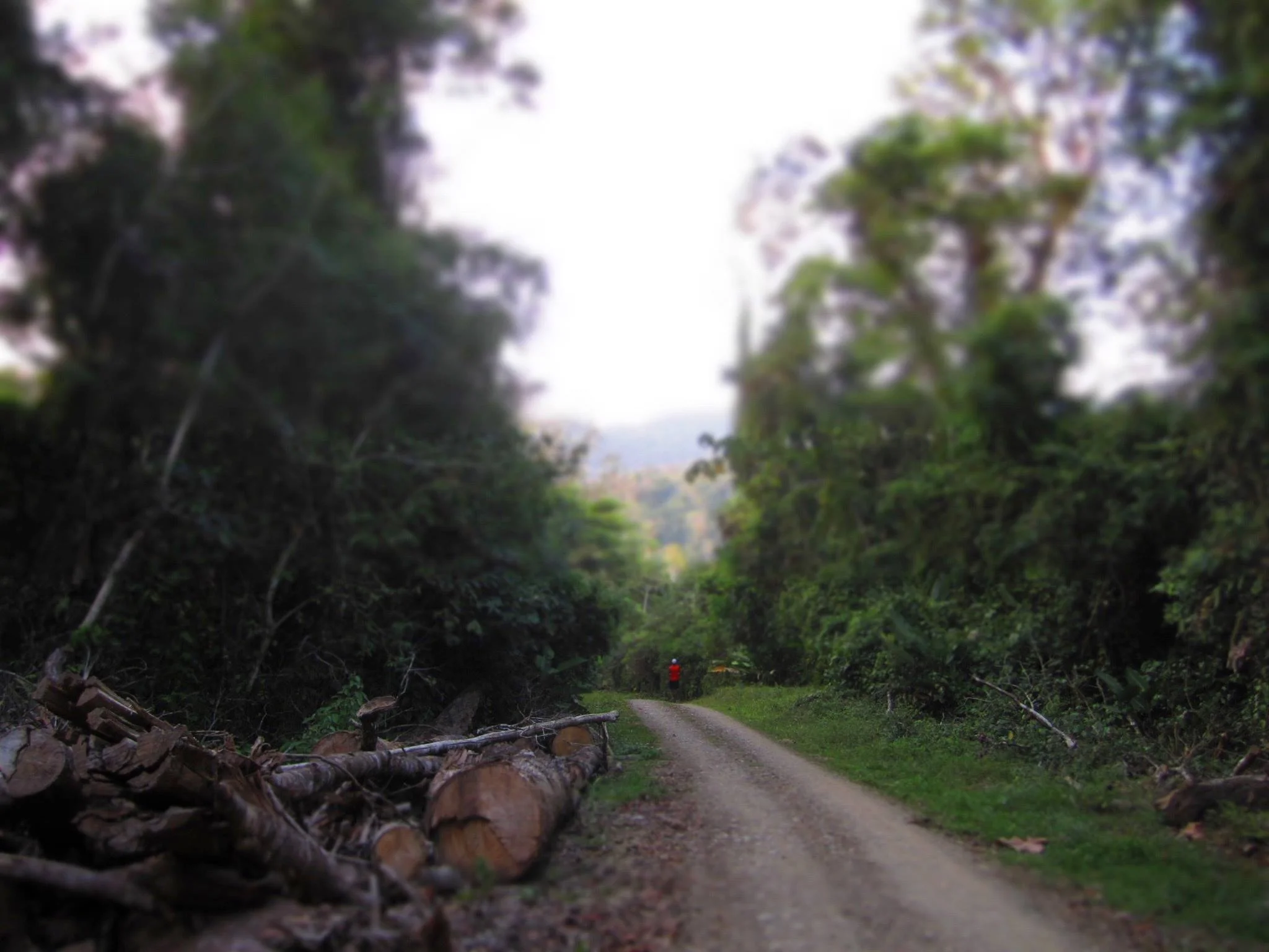 Junglepath.jpg