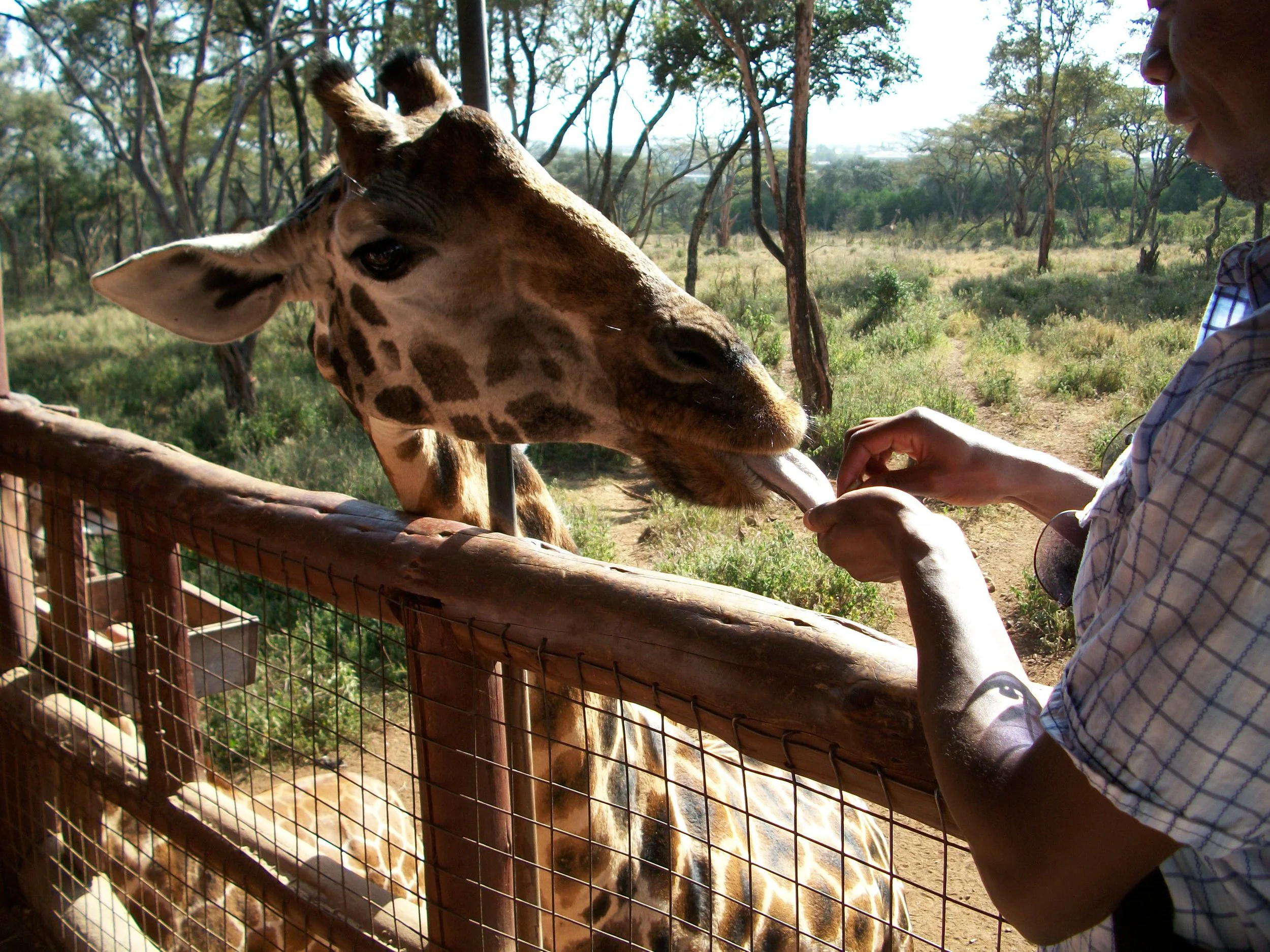 feedingthegiraffes20180122.jpg