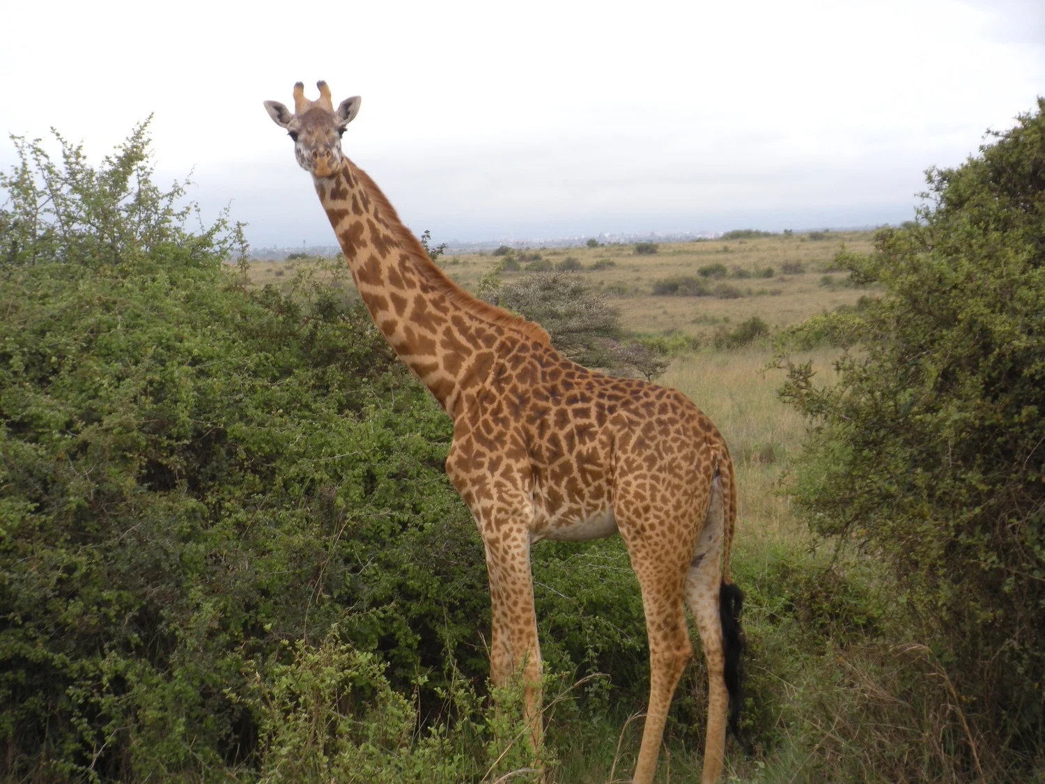You'll learn even more about the giraffe's in Kenya during our two week trip.