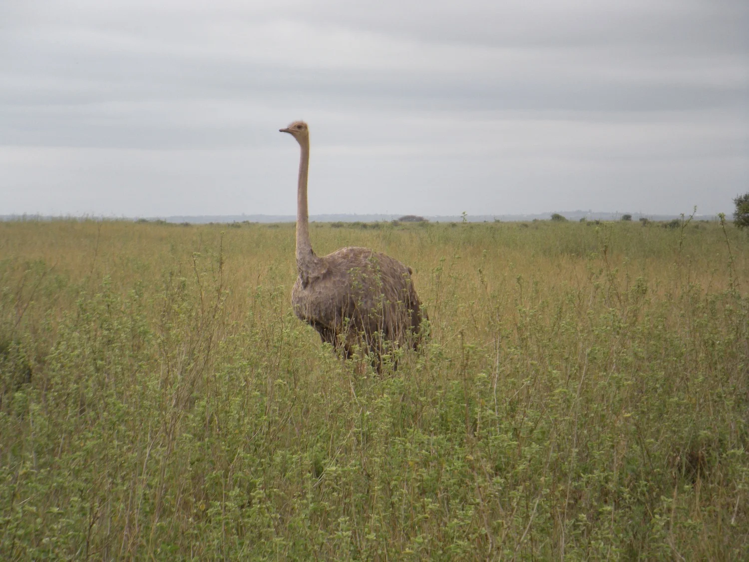 How to Run with Wildlife 3.jpeg