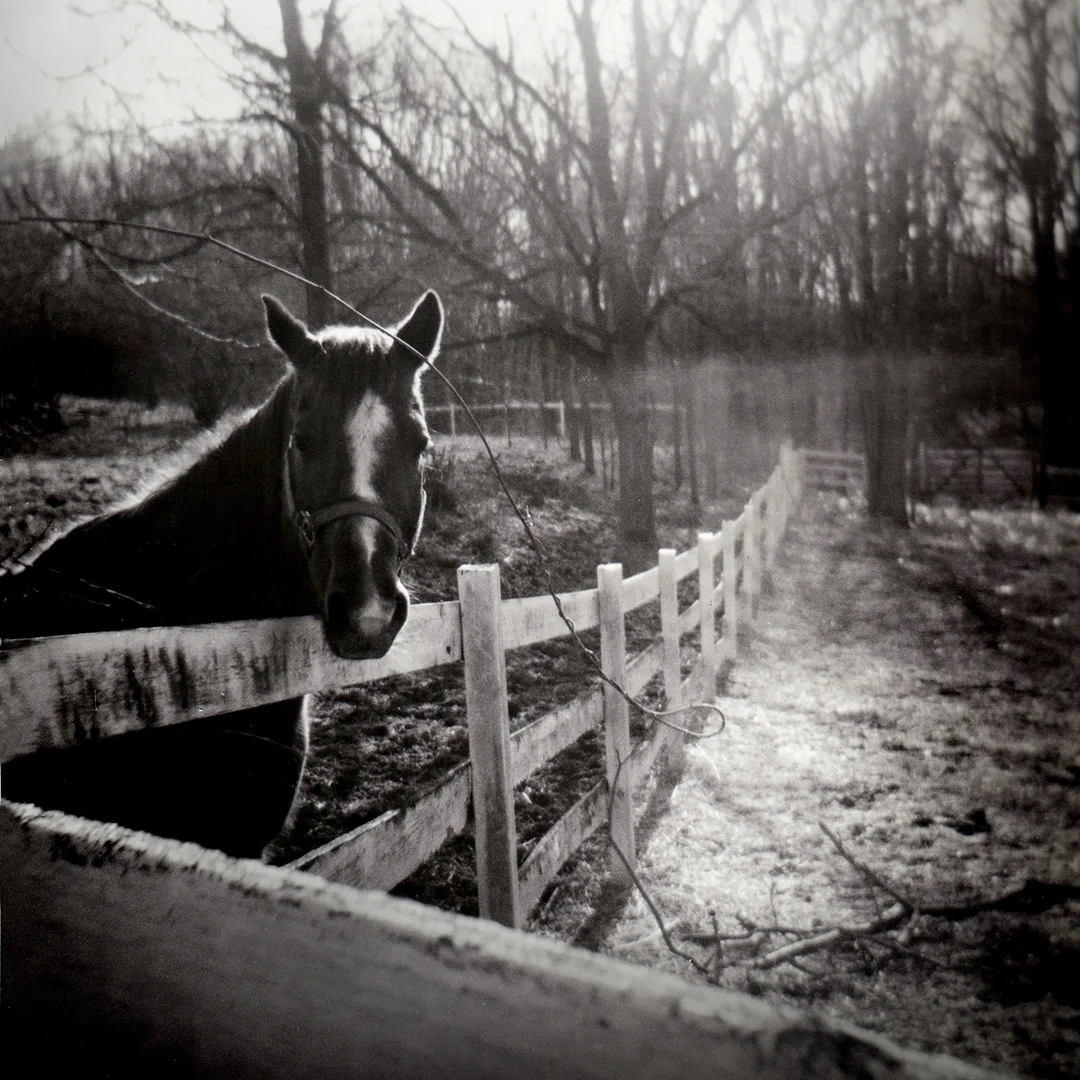 horse.jpg