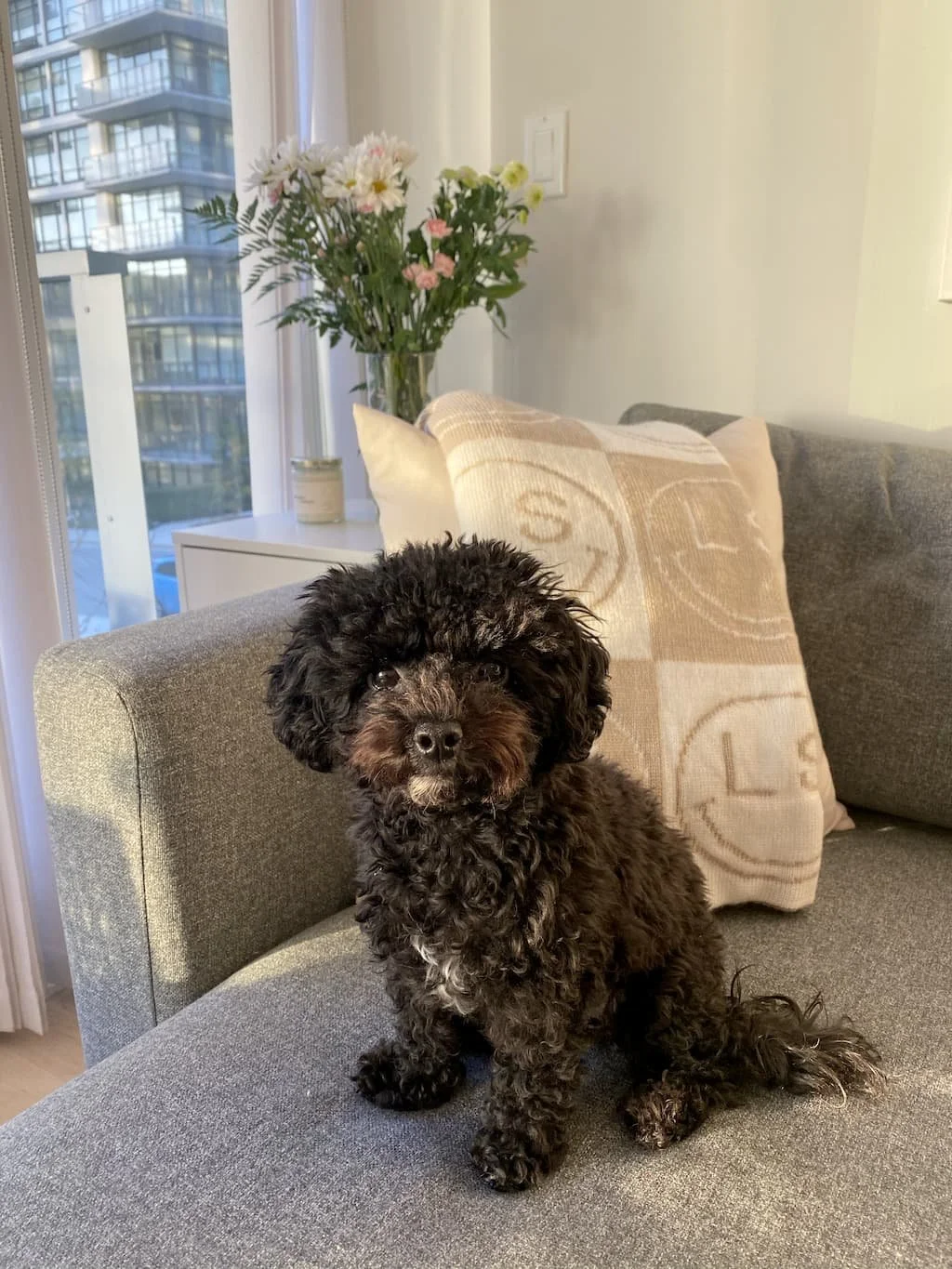 Pippa