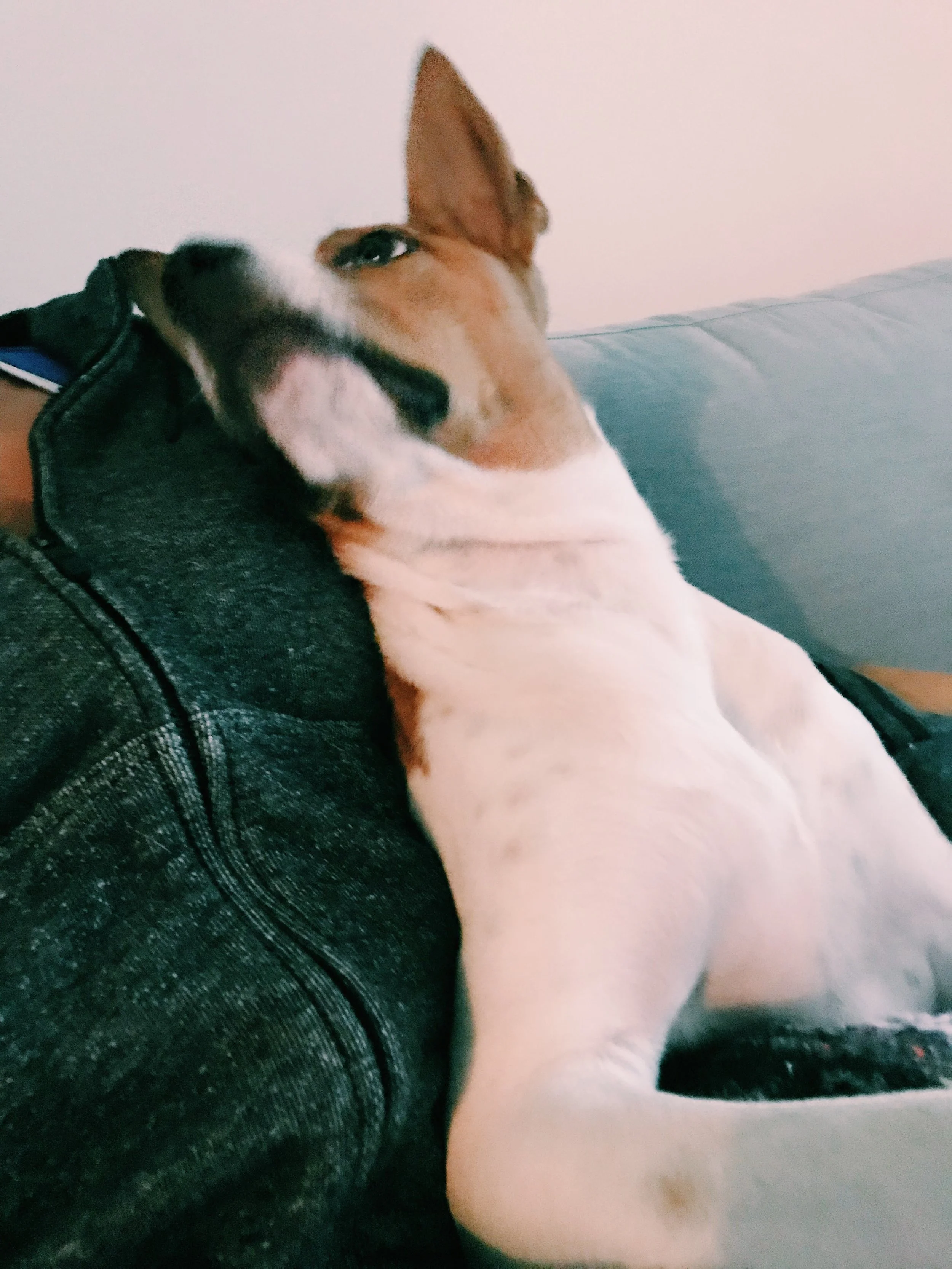 Mila sitting on my couch, listening to my problems