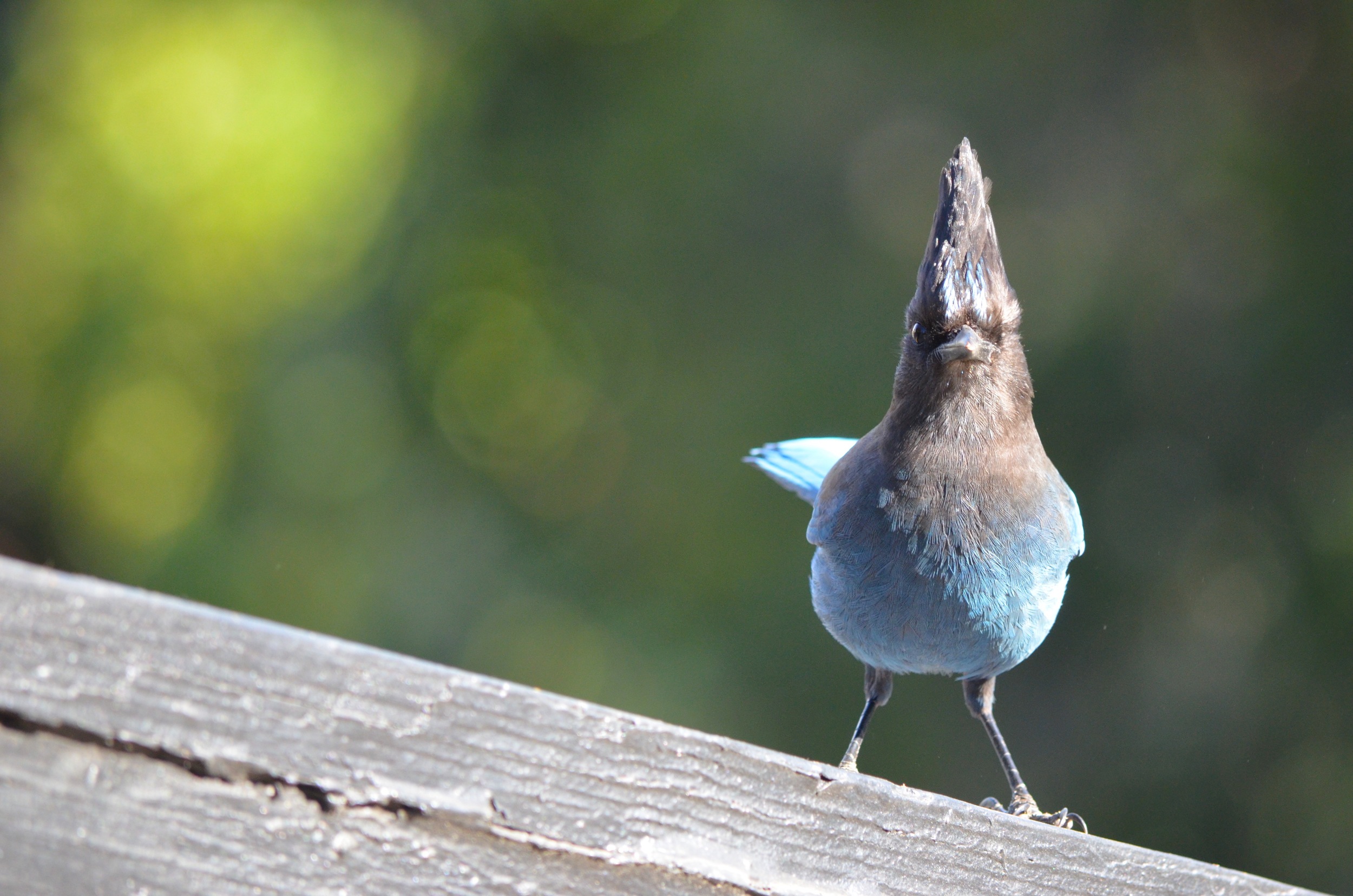 Jaywalkin' & Mohawkin'