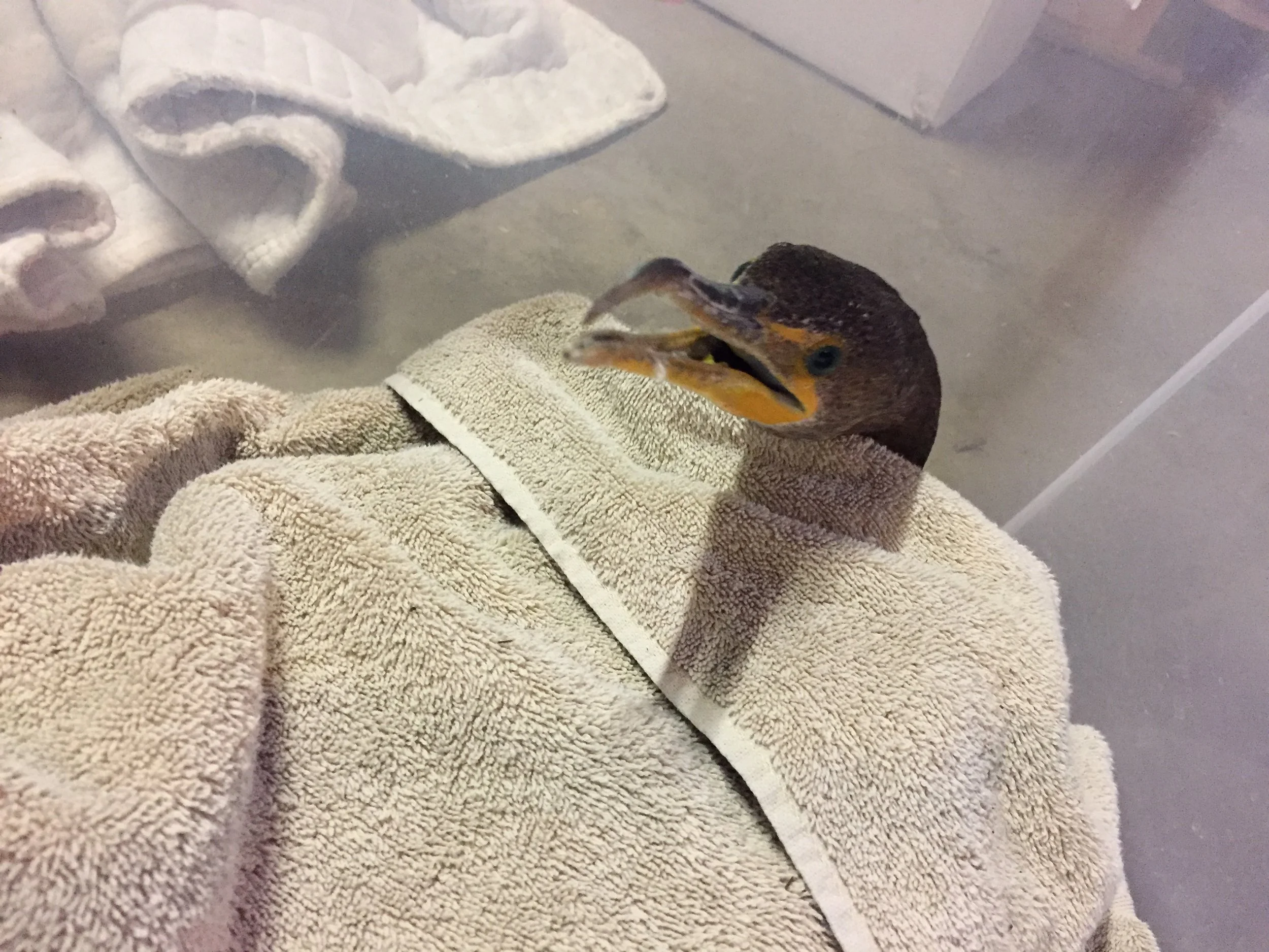 Cormorant Rescue - Eagle Rock, Los Angeles