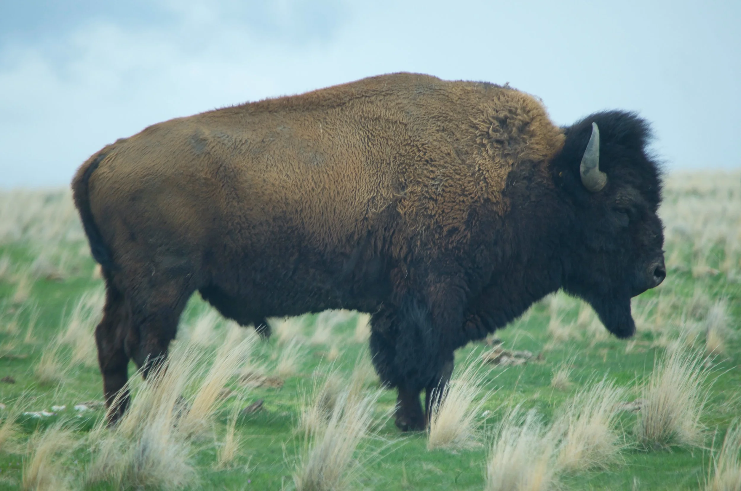 Friday Farm Journal For April 7, 2017 (Road Trip Edition)