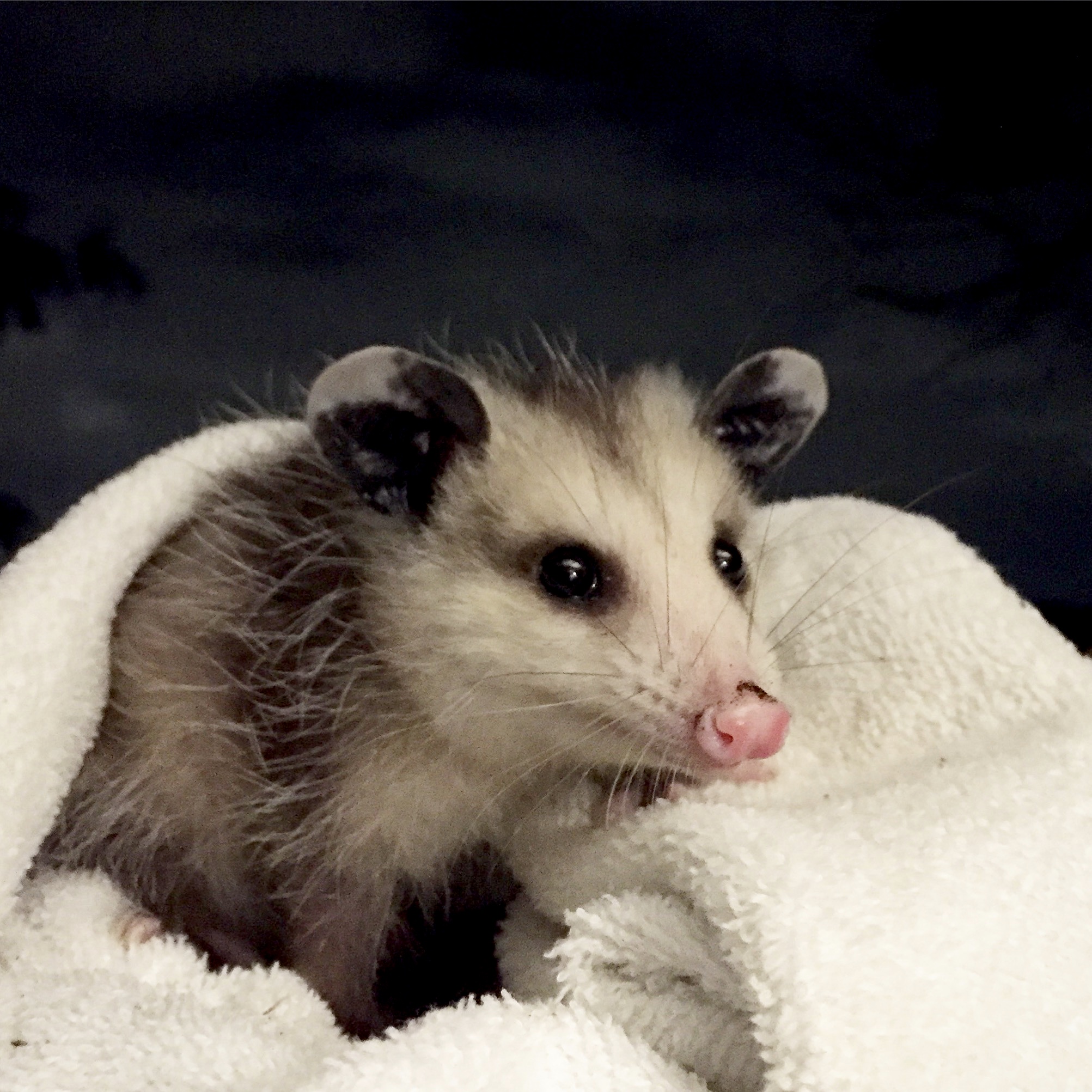  Night visitor. Glassell Park, Los Angeles, 2015. 