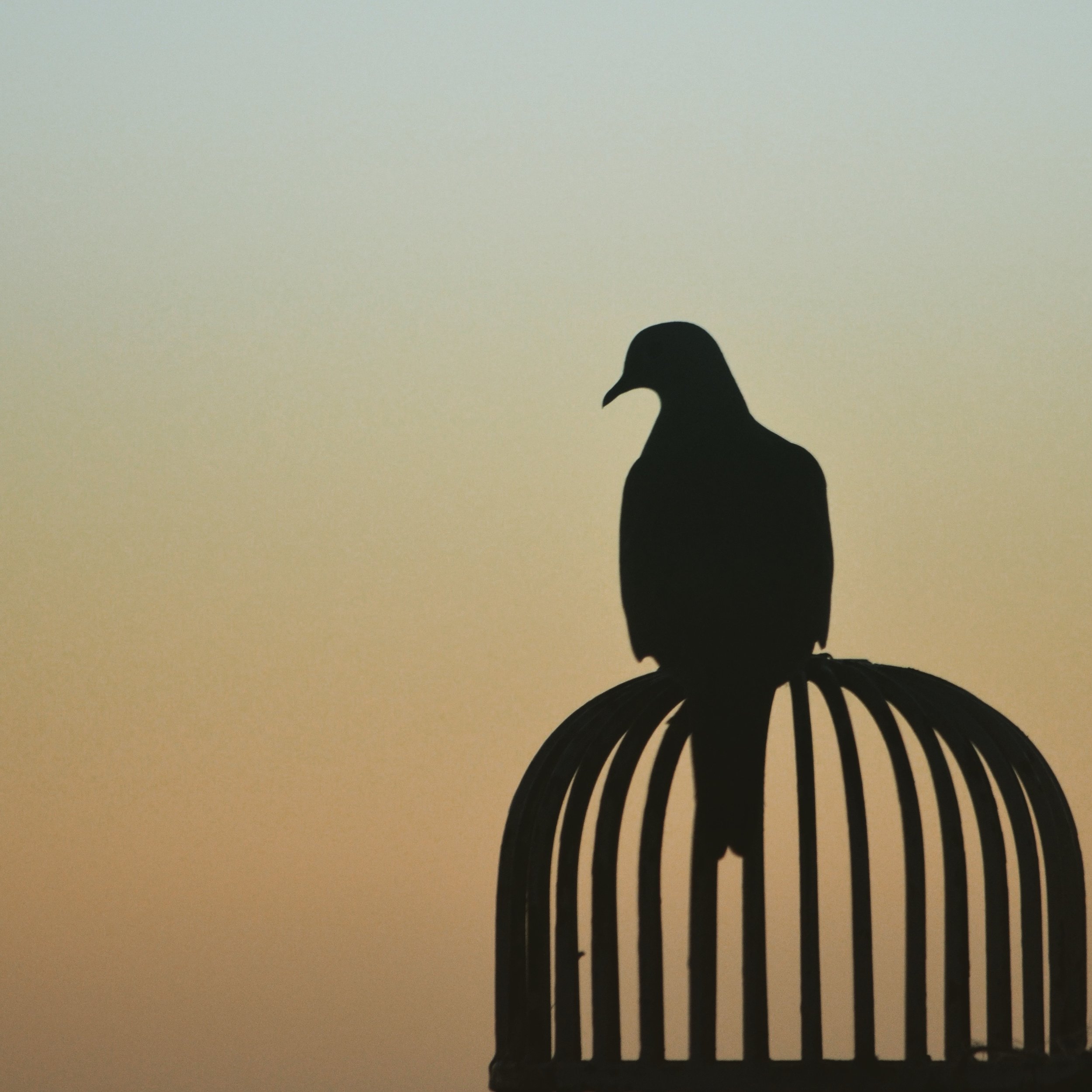  Dove. Glassell Park, Los Angeles, 2016 