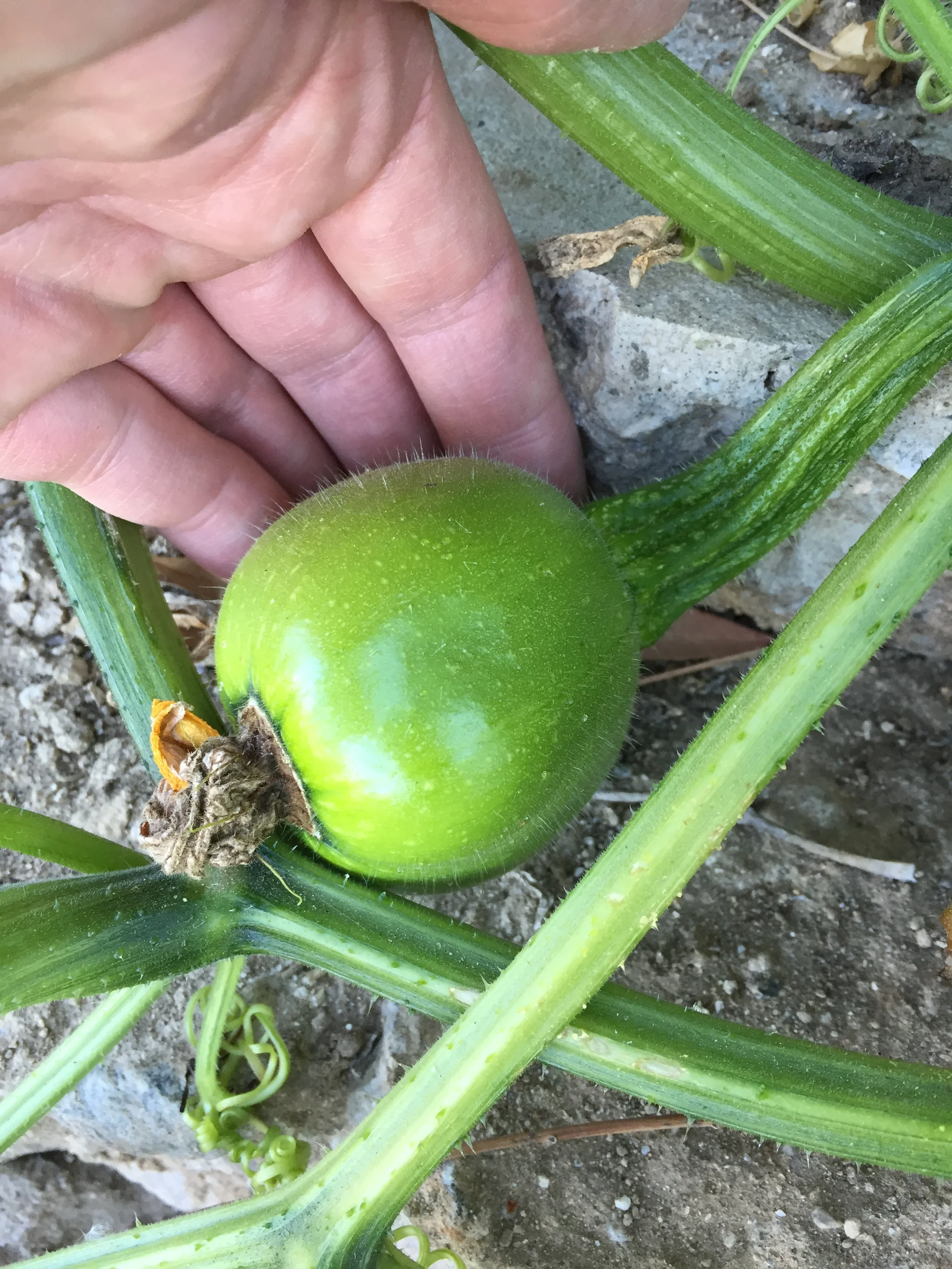 Farm Journal for May 1, 2017