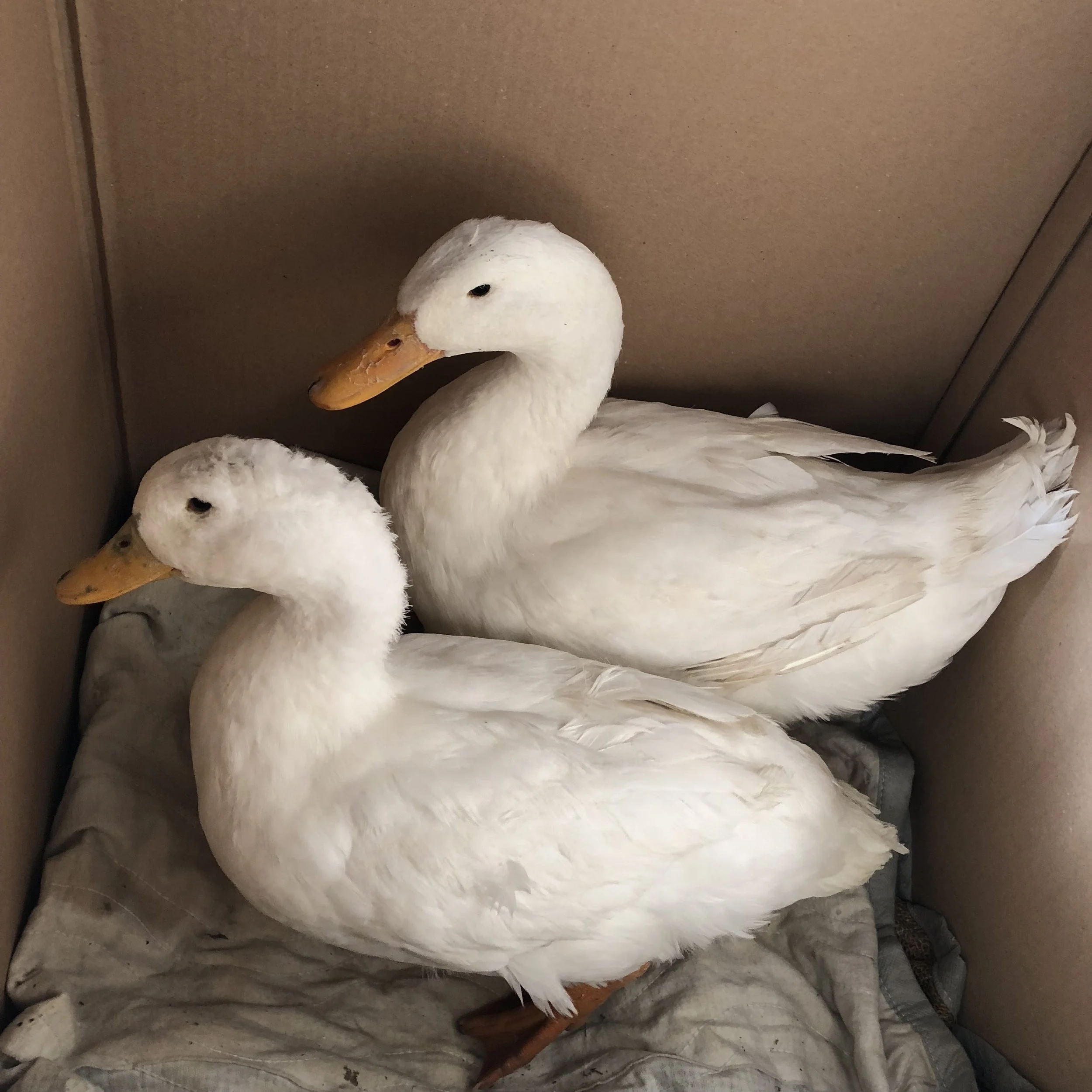 New Additions To the Province Rescue Family