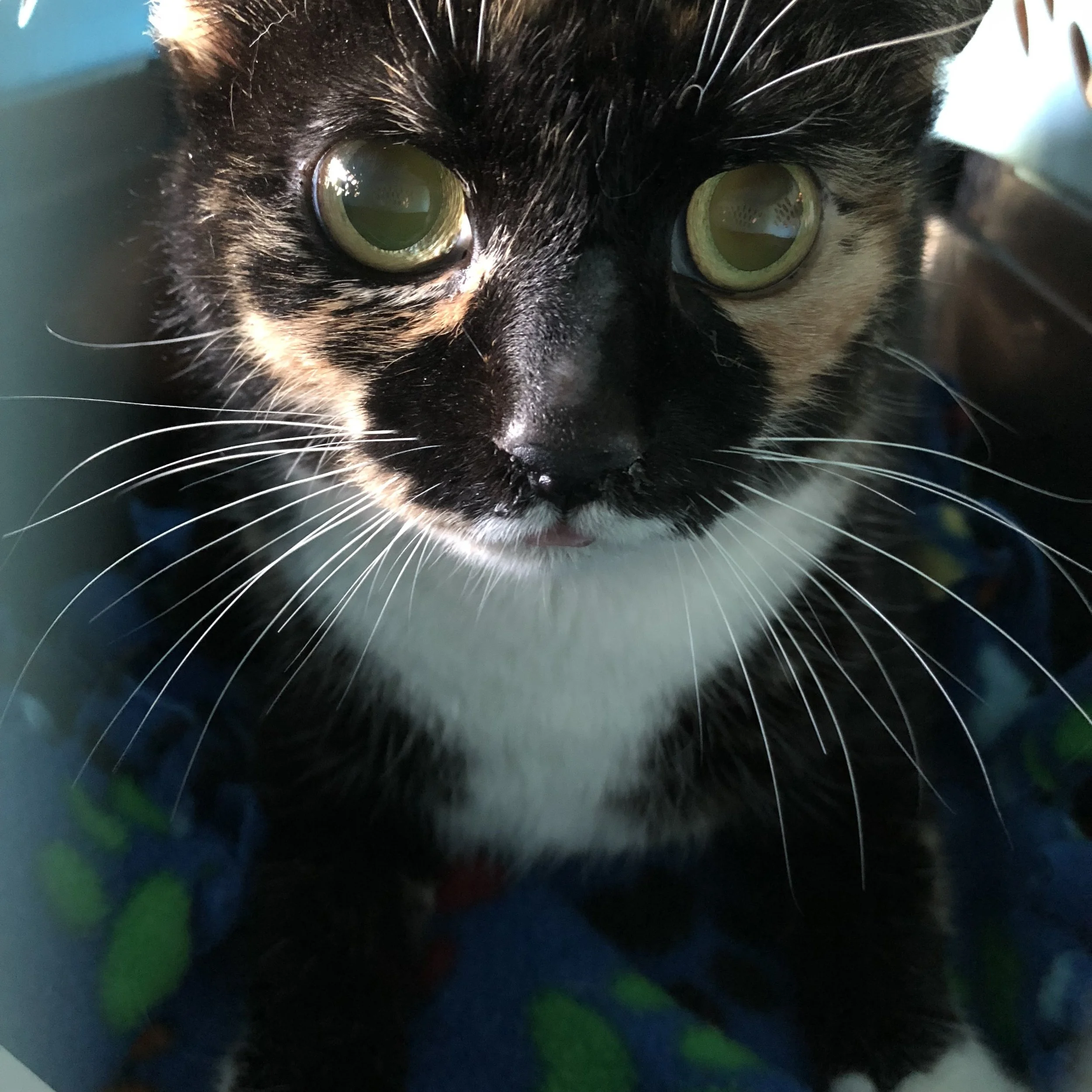 Employ-A-Cats Have Arrived