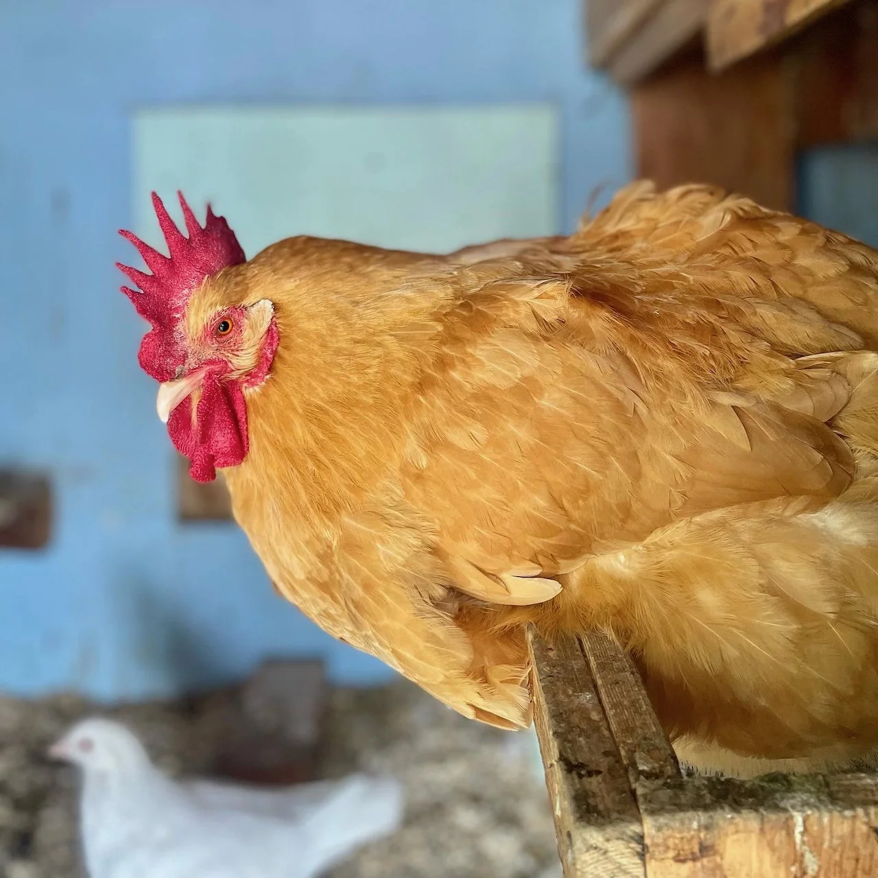 Province Journal Relaunch