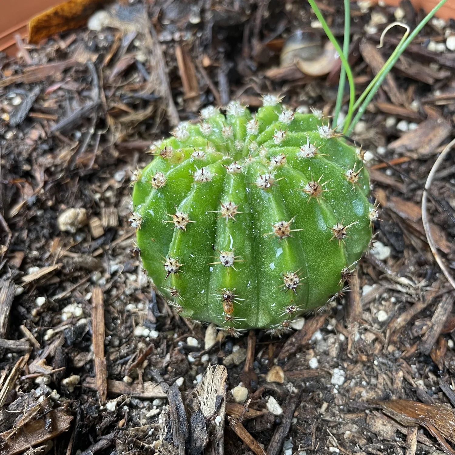 rovawee dracaena Dracaena Sanderiana