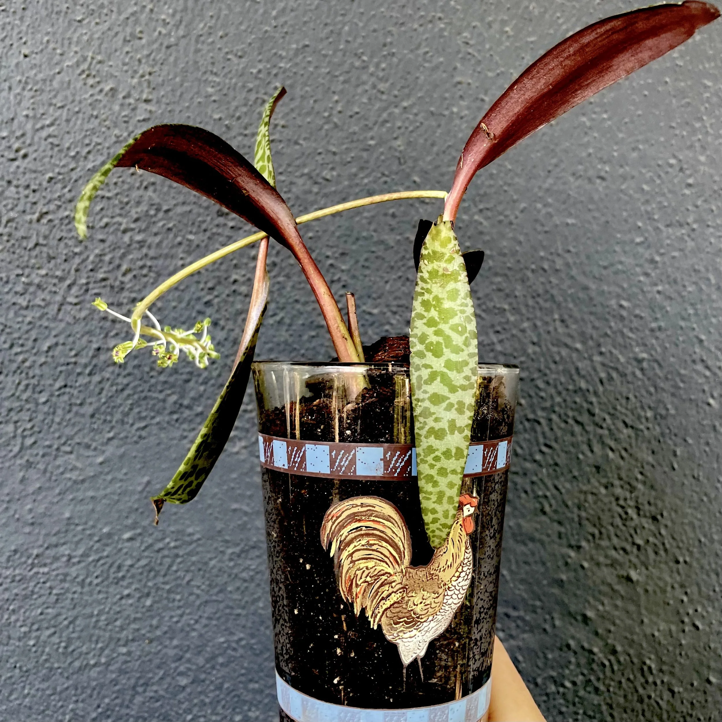 Plants, Humans, and Meaning-Making