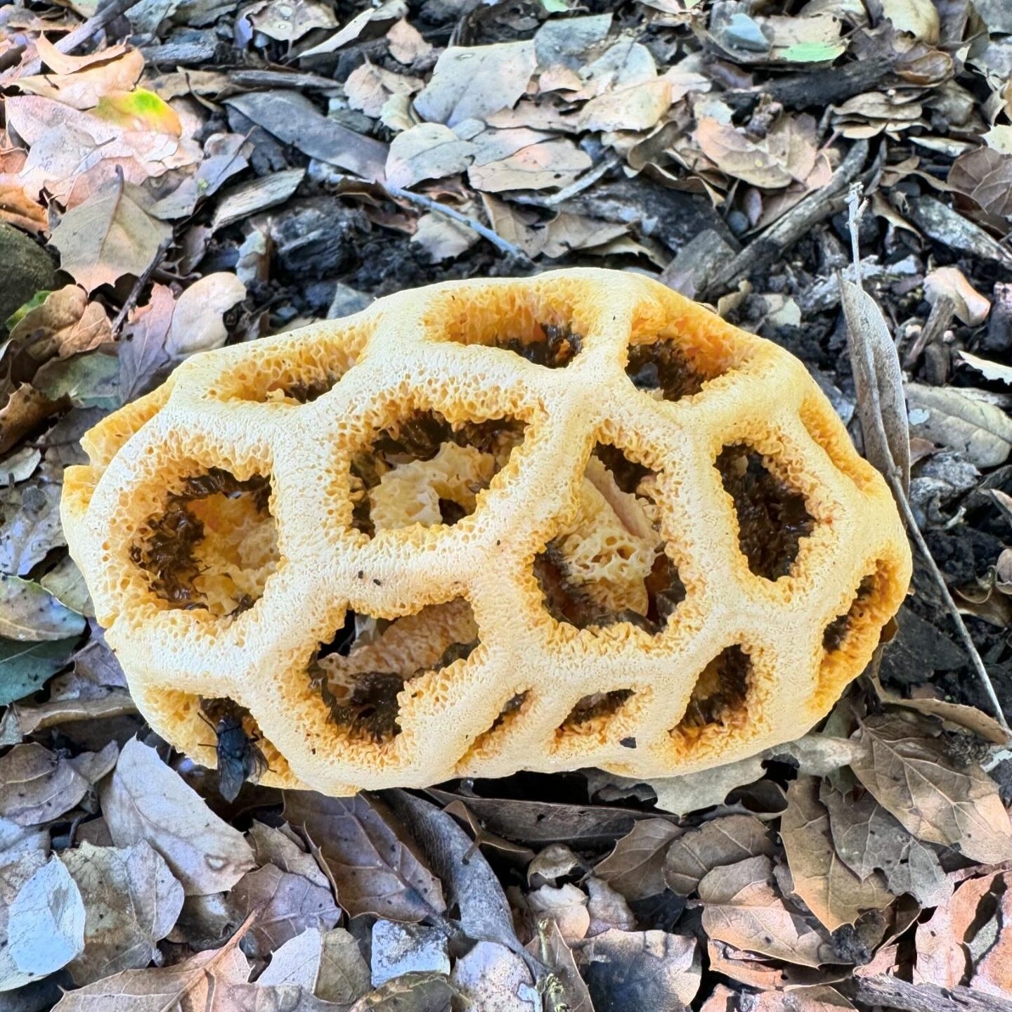 Latticed Stinkhorn 3