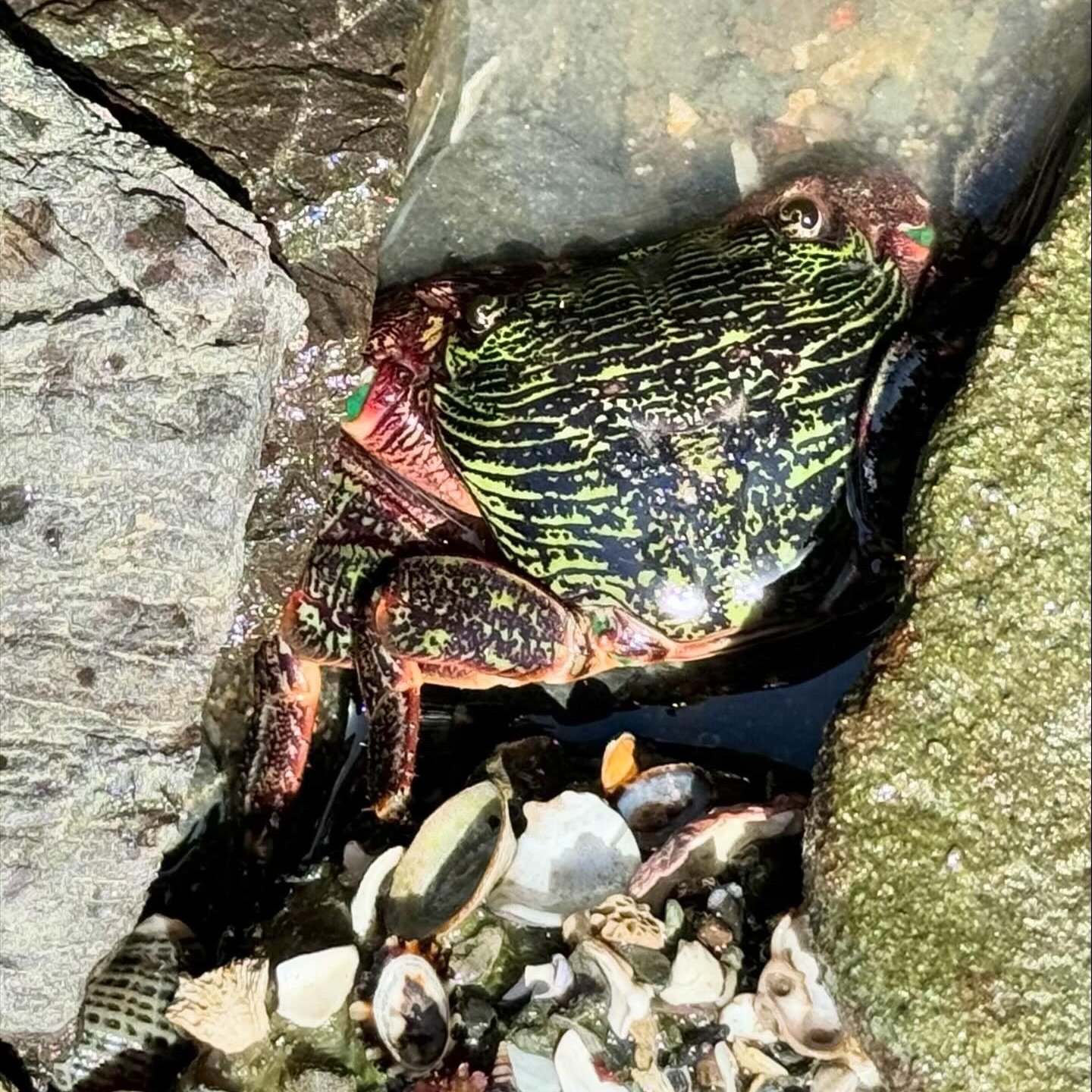 Shore crab