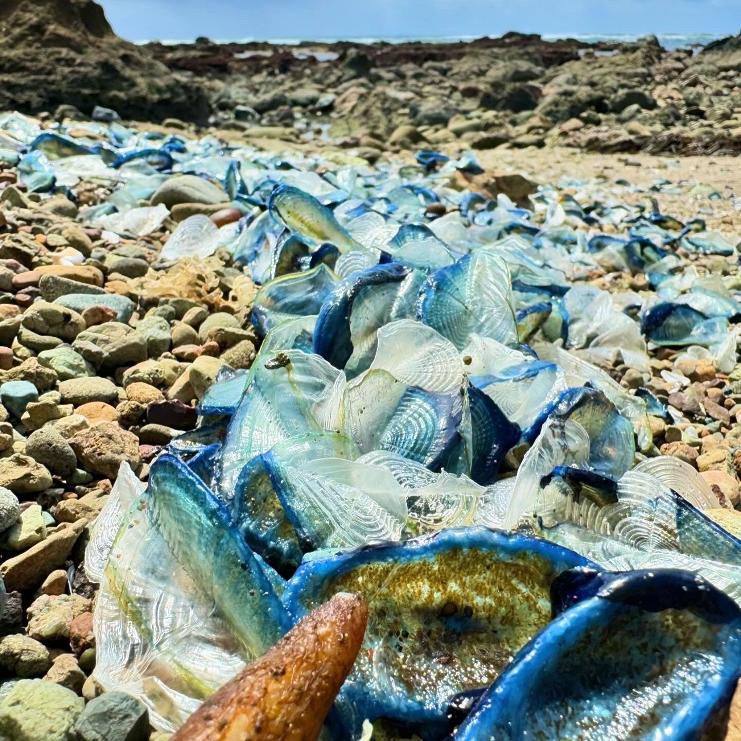 Vellela velella