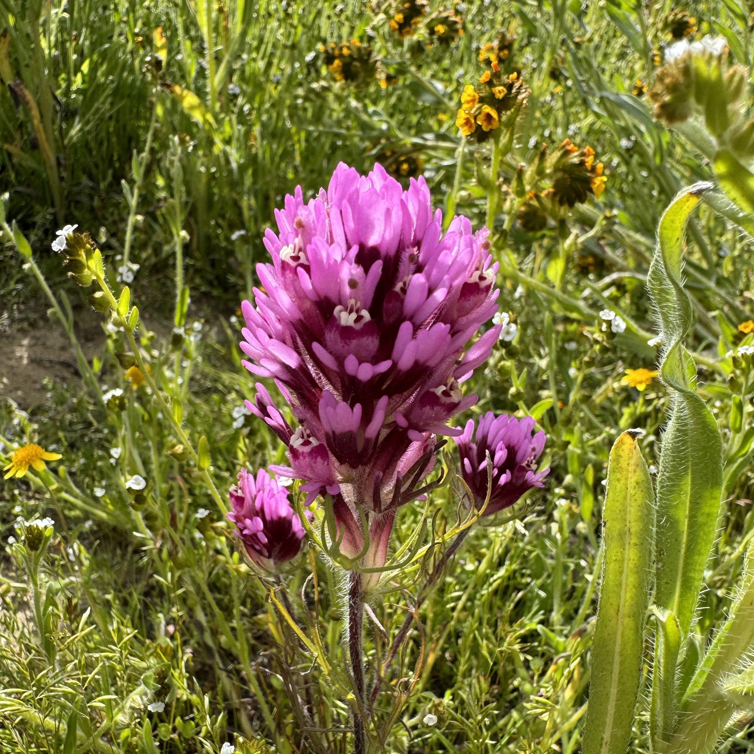 Owl's Clover