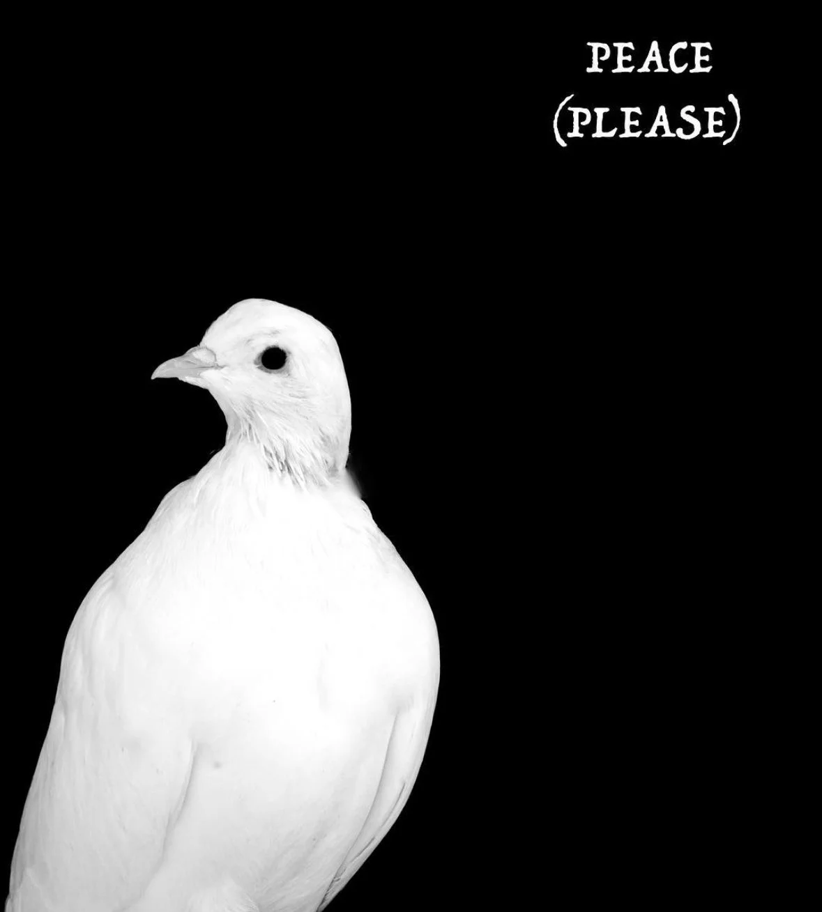 RIP Kuu - Our Adoption Ambassador