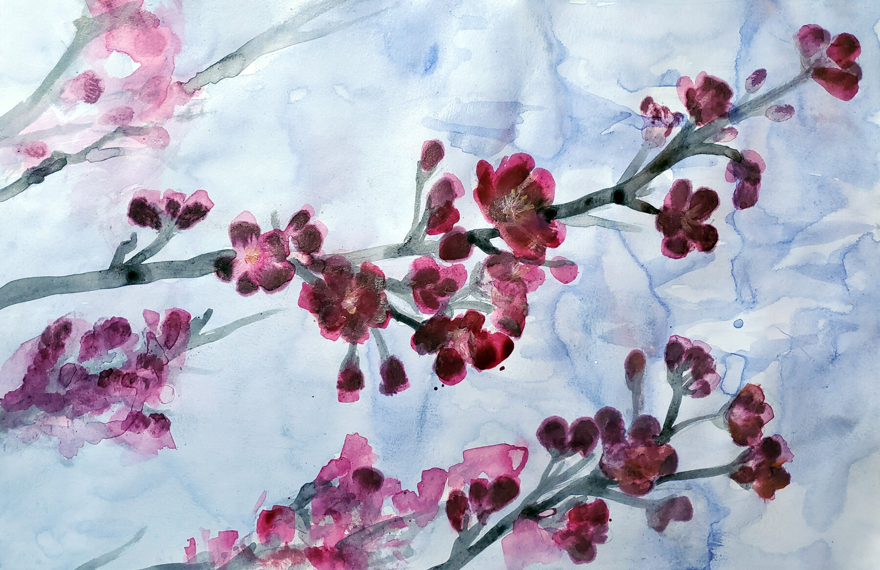 Cherry-Blossom-in-sunrise.jpg