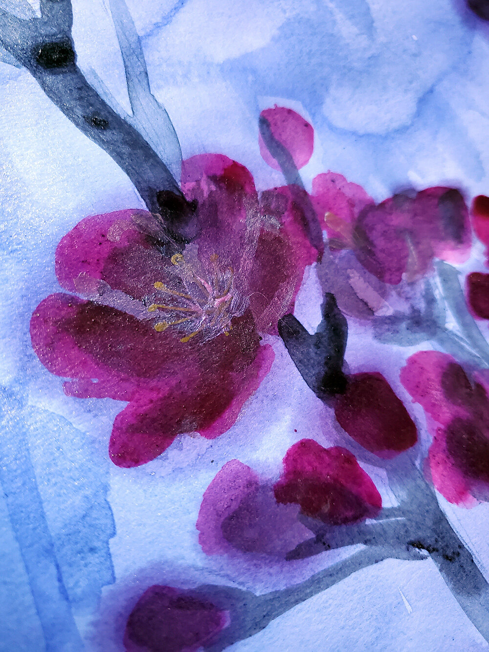 Redblood Cherry in the icy mountain web closeup 3.jpg