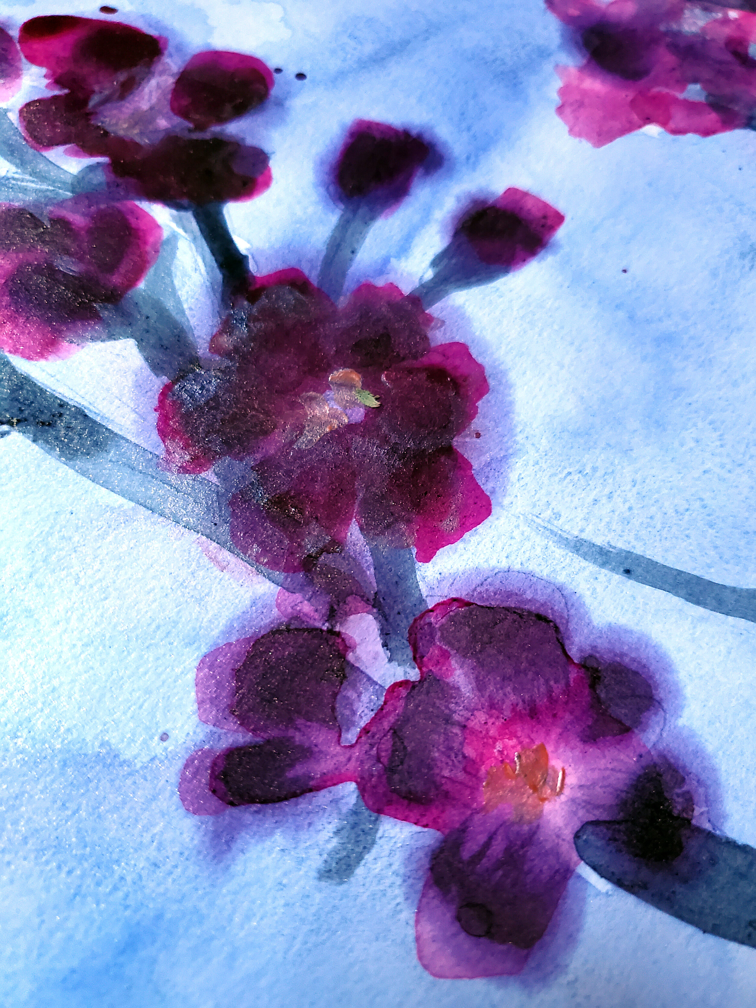 Redblood Cherry in the icy mountain web closeup 5.jpg