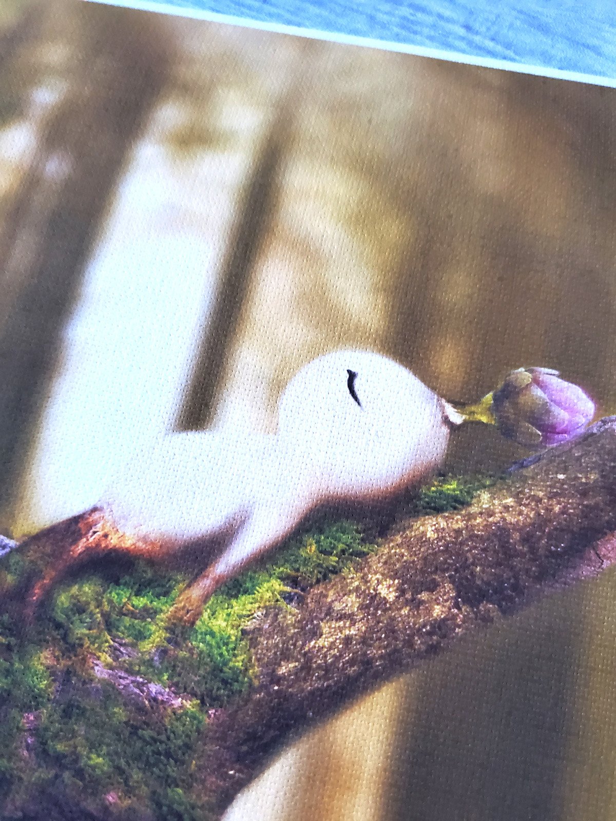 Forest-Spirits canvas 2.jpg