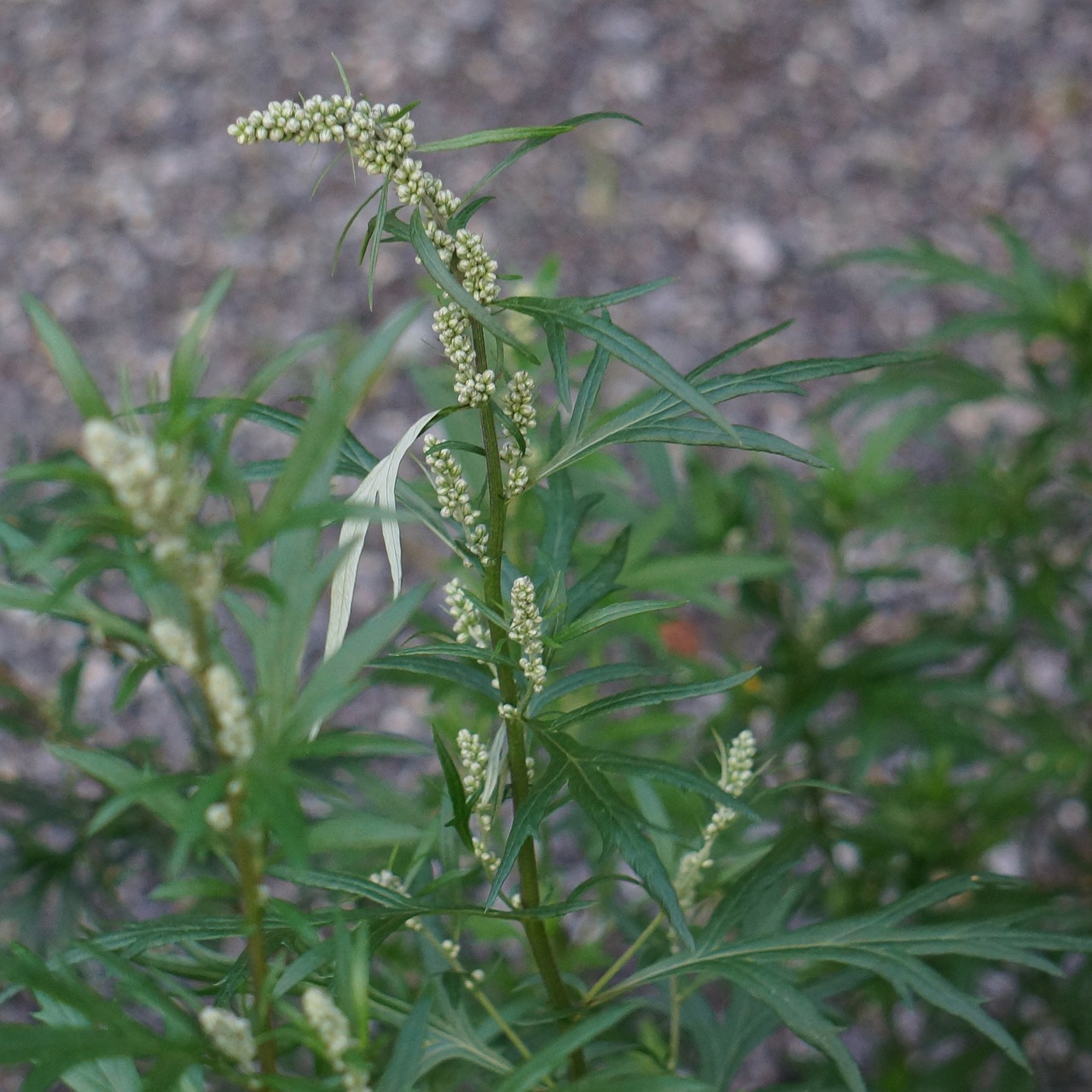mugwort-170812_1280.jpg
