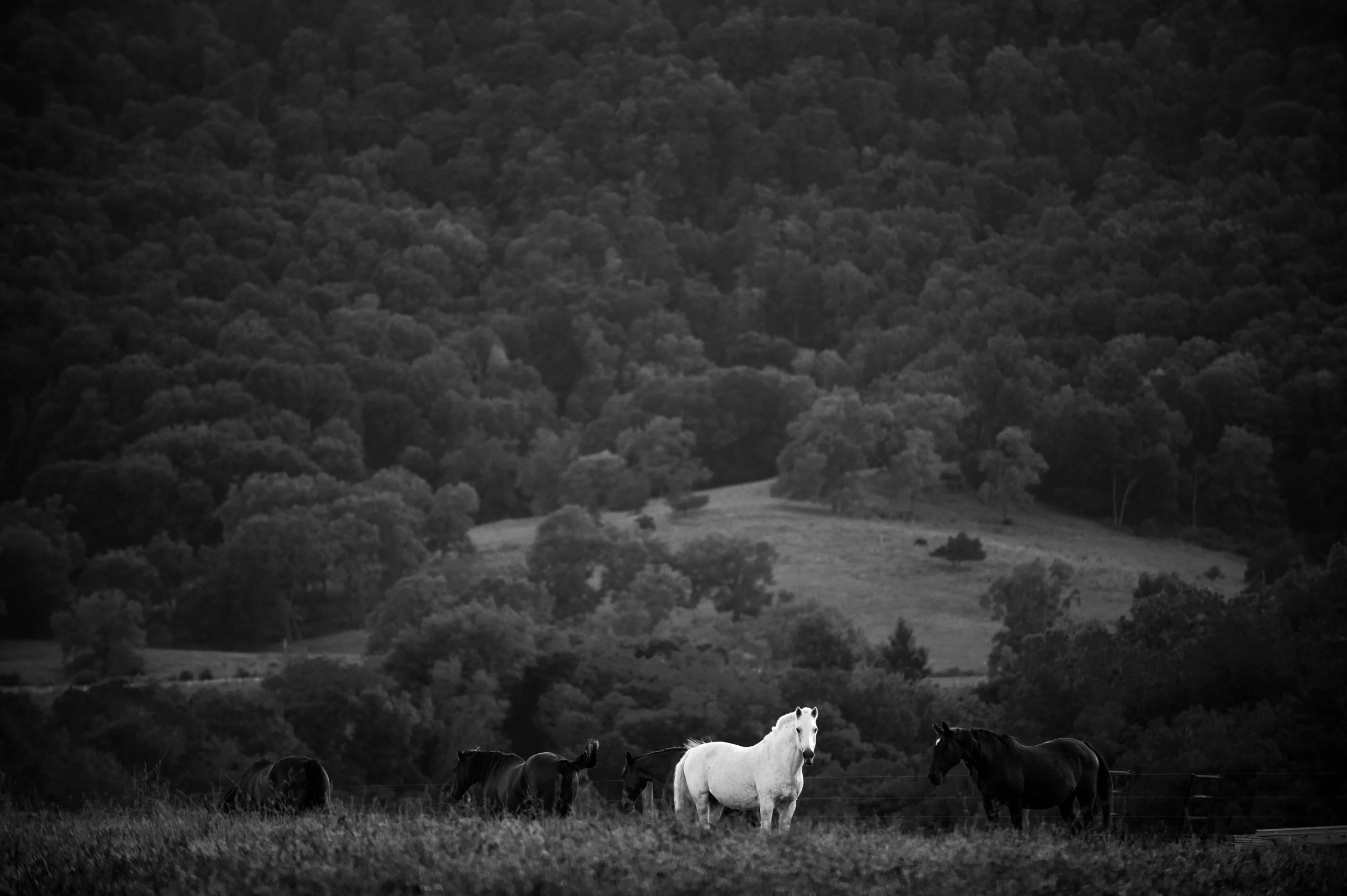 WhiteHorse_DSC4916.JPG