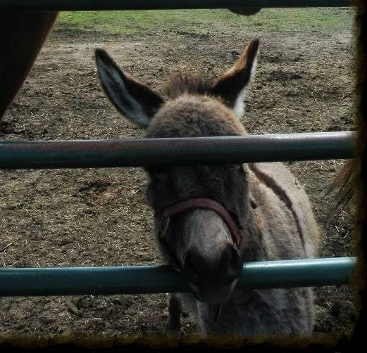 Lessons from a mini donkey