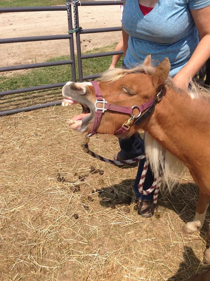 Do all horses release tension the same way?