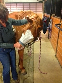 When The Horse Says "NOT TODAY!"