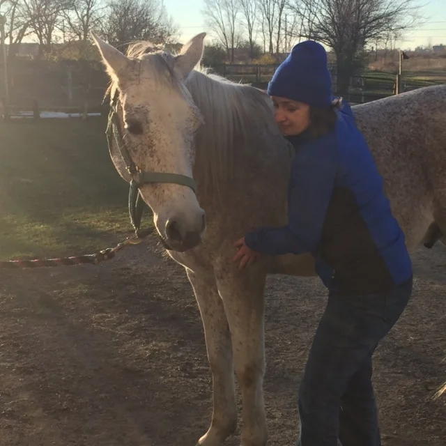 Bandito enjoying the benefits of bodywork during a demo at a local barn