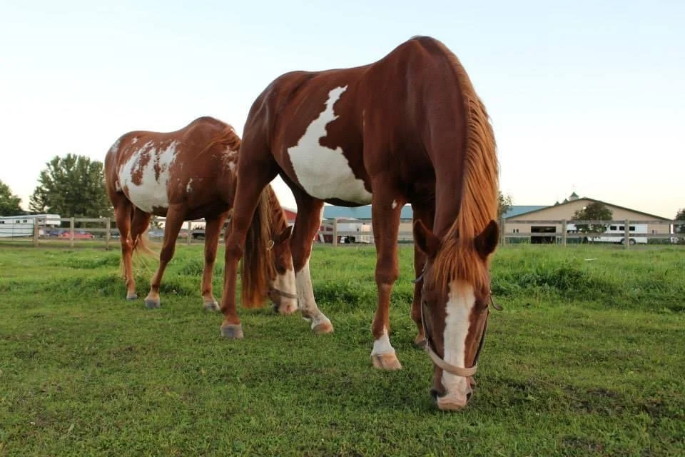 Reiki For Horses Educational Series