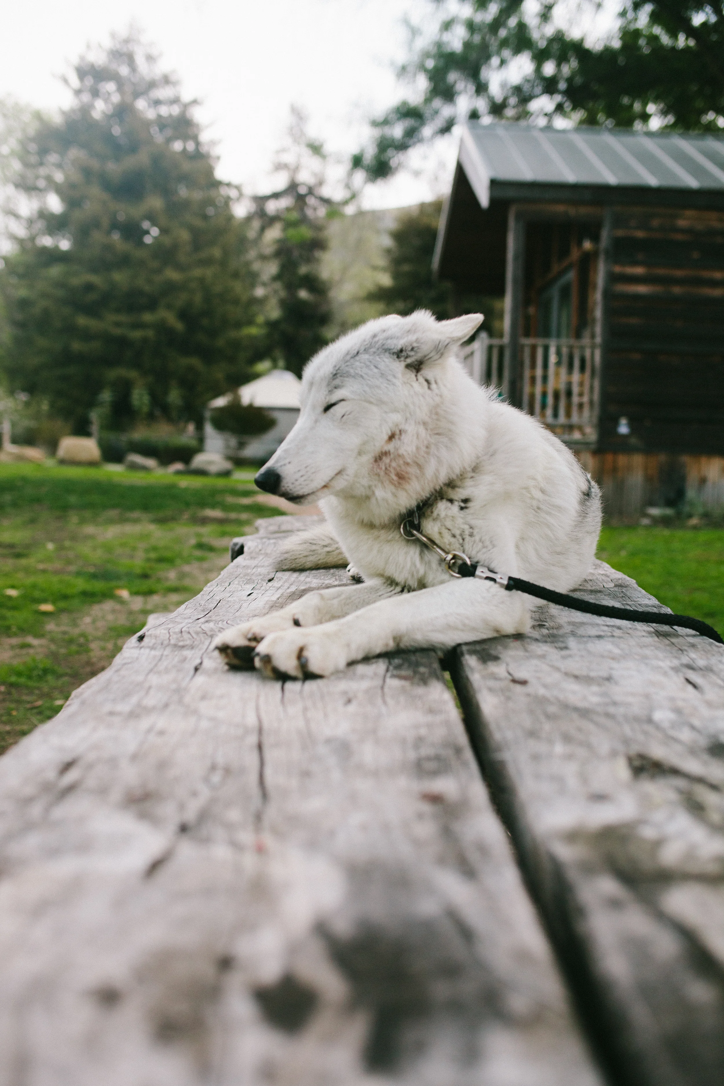 Wolfdog.jpg