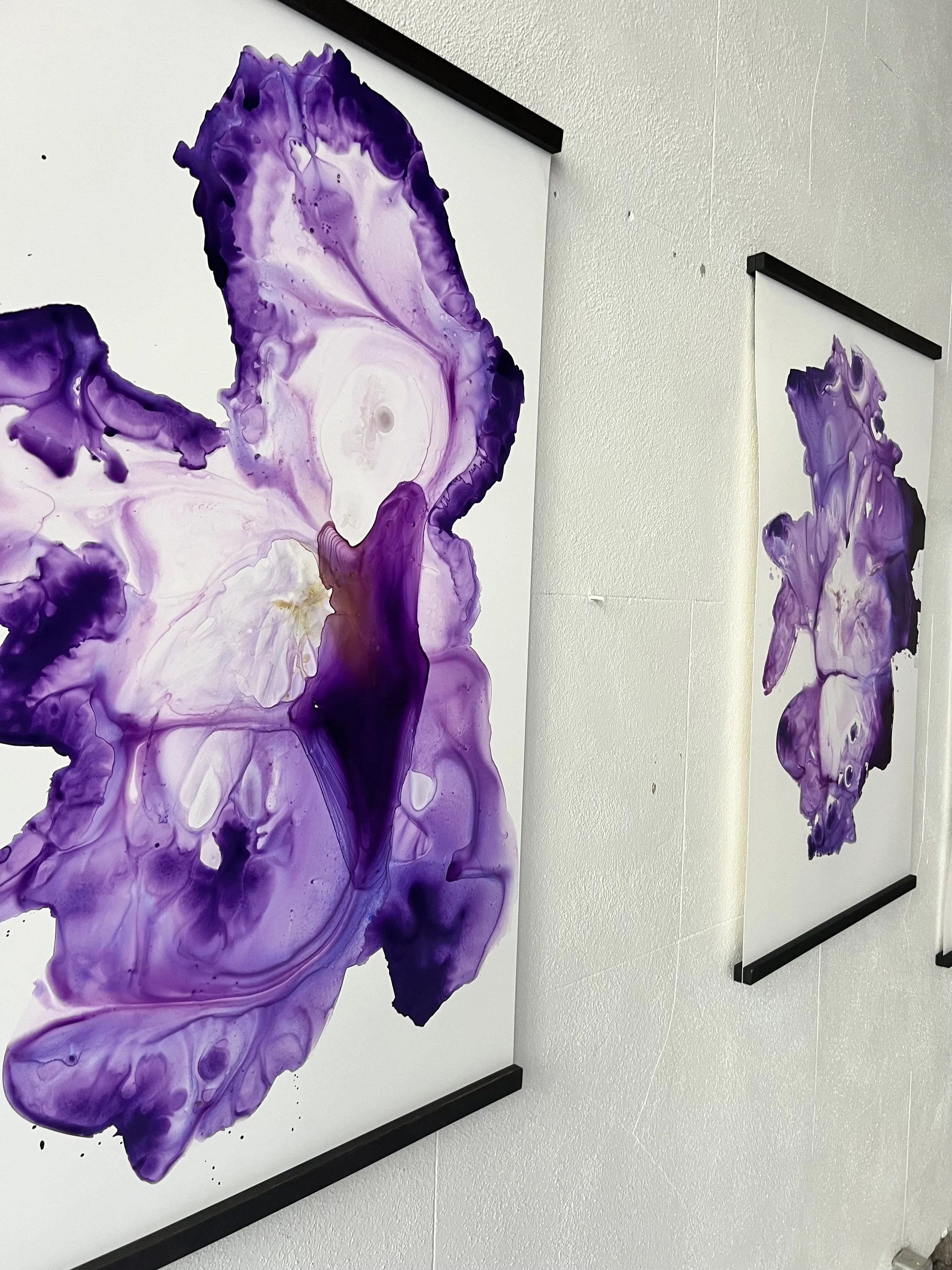 Bearded Irises By The Rock Wall