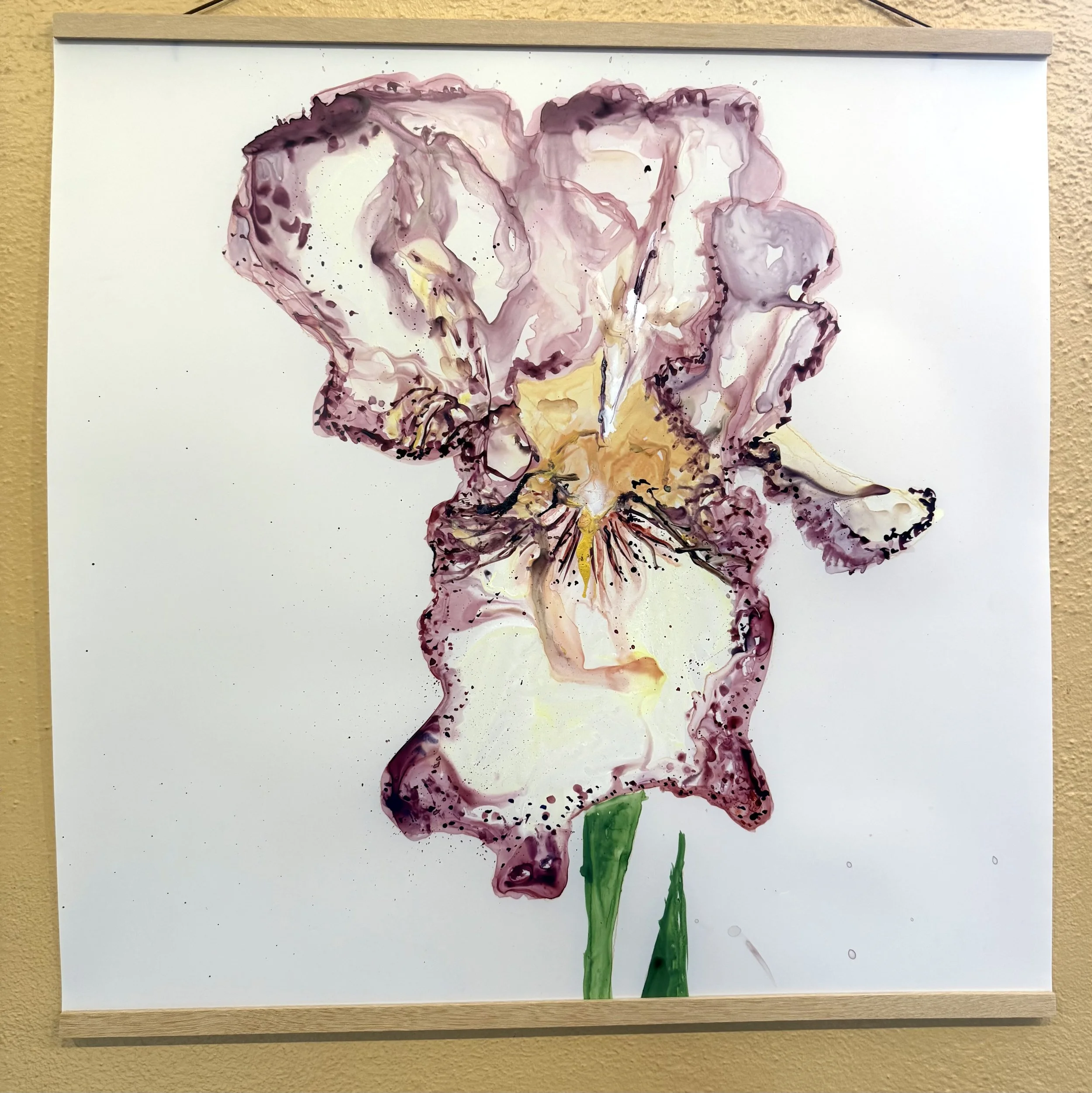 Bearded Iris in Frances and Franceso's Yard