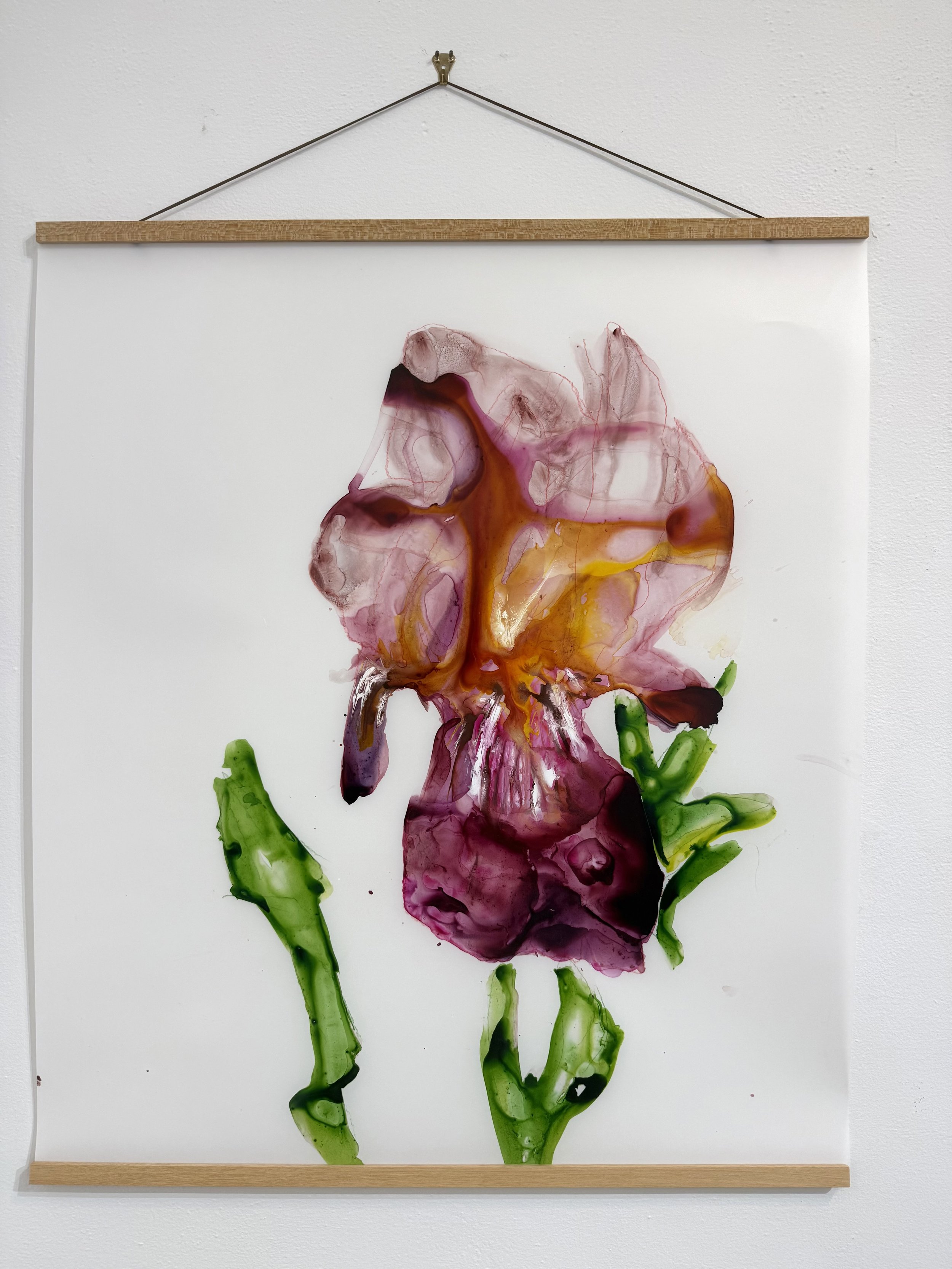 Bearded Irises by Brick Wall