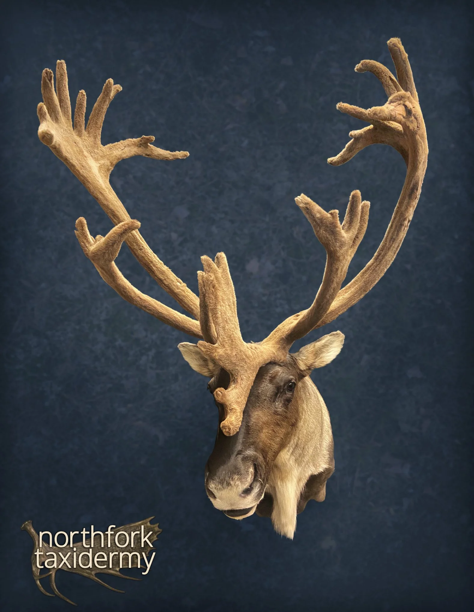 Nrthfrk_Caribou_III.jpeg