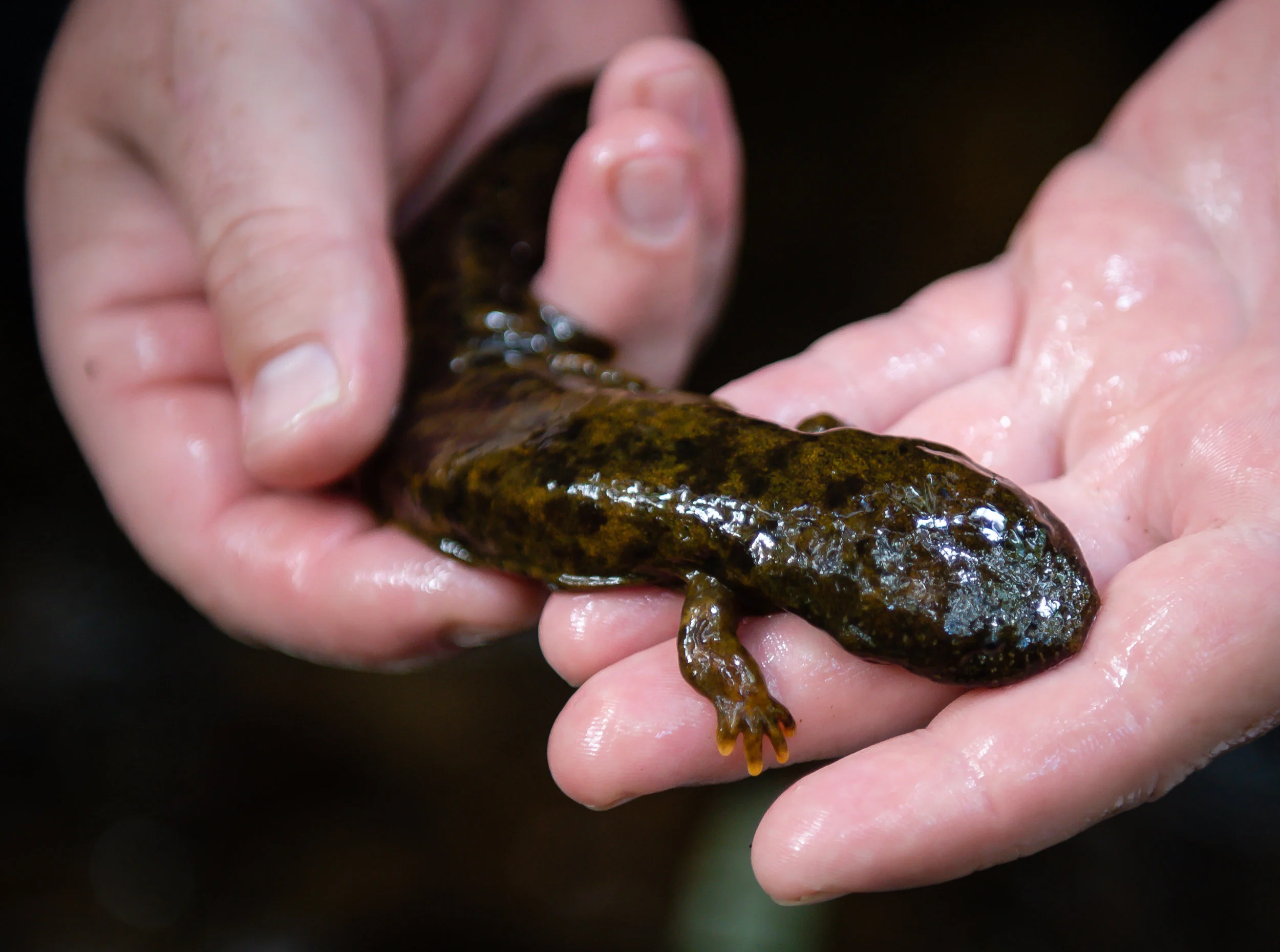 An Eastern hellbender found during a scheduled survey of Eastern hellbenders in the Chattahoochee National Forest in North Georgia Friday, Aug. 31, 2018.
