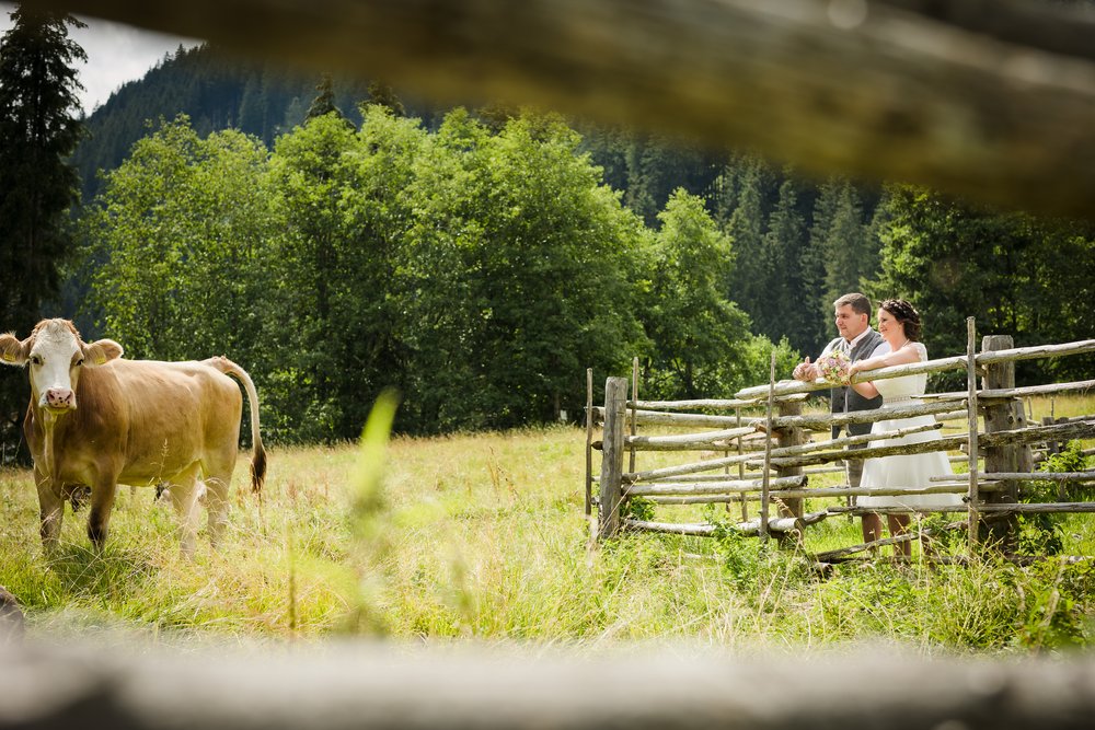 Hochzeitspaar mit den Kühen auf der Wiese.jpg